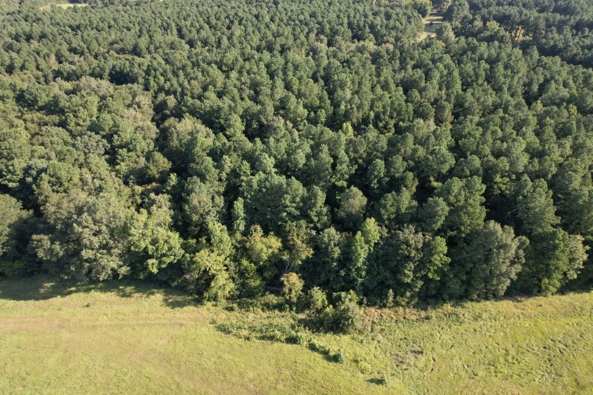 Unimproved Land For Sale in Panola County , TBD County Road 168-1, Long Branch, Texas 75669, 0, 0, Garage spaces, 0 Sqft, built in 0, Price $324,000, mls#20706695, Real Estate Agent in Long Branch, Homes For Sale in Panola county, Homes For Sale in Long Branch, Realtor in Long Branch Texas, Real Estate Brokerage Independent Realty Texas, Luminita Cordes Realtor