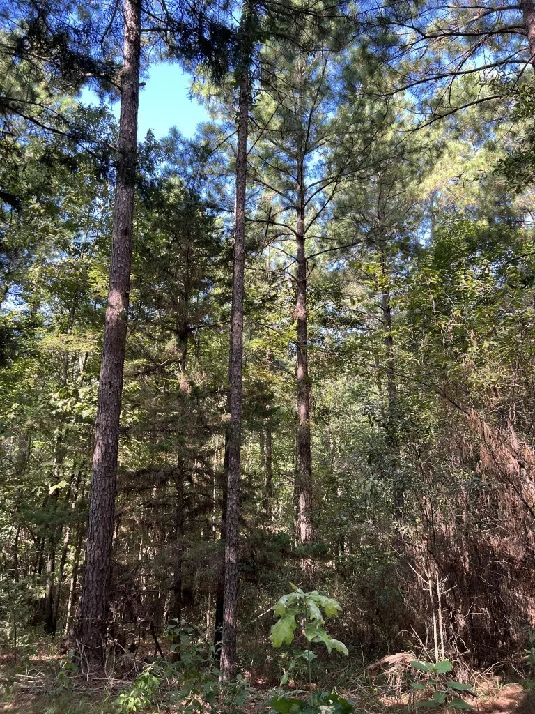 Unimproved Land For Sale in Panola County , TBD County Road 168-1, Long Branch, Texas 75669, 0, 0, Garage spaces, 0 Sqft, built in 0, Price $324,000, mls#20706695, Real Estate Agent in Long Branch, Homes For Sale in Panola county, Homes For Sale in Long Branch, Realtor in Long Branch Texas, Real Estate Brokerage Independent Realty Texas, Luminita Cordes Realtor