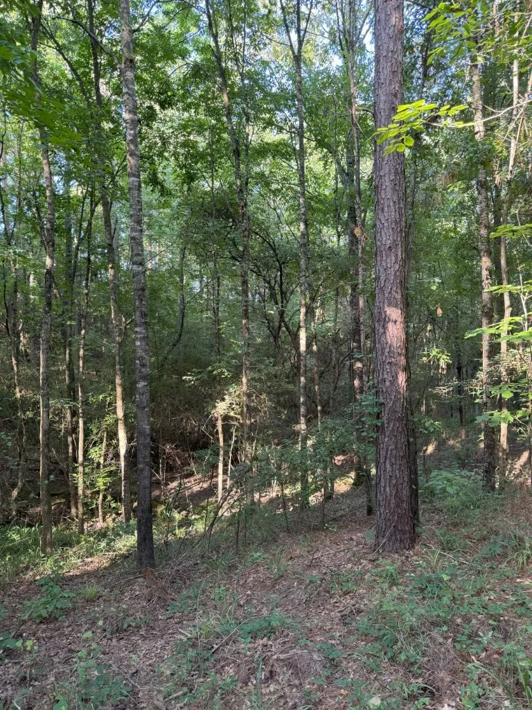 Unimproved Land For Sale in Panola County , TBD County Road 168-1, Long Branch, Texas 75669, 0, 0, Garage spaces, 0 Sqft, built in 0, Price $324,000, mls#20706695, Real Estate Agent in Long Branch, Homes For Sale in Panola county, Homes For Sale in Long Branch, Realtor in Long Branch Texas, Real Estate Brokerage Independent Realty Texas, Luminita Cordes Realtor