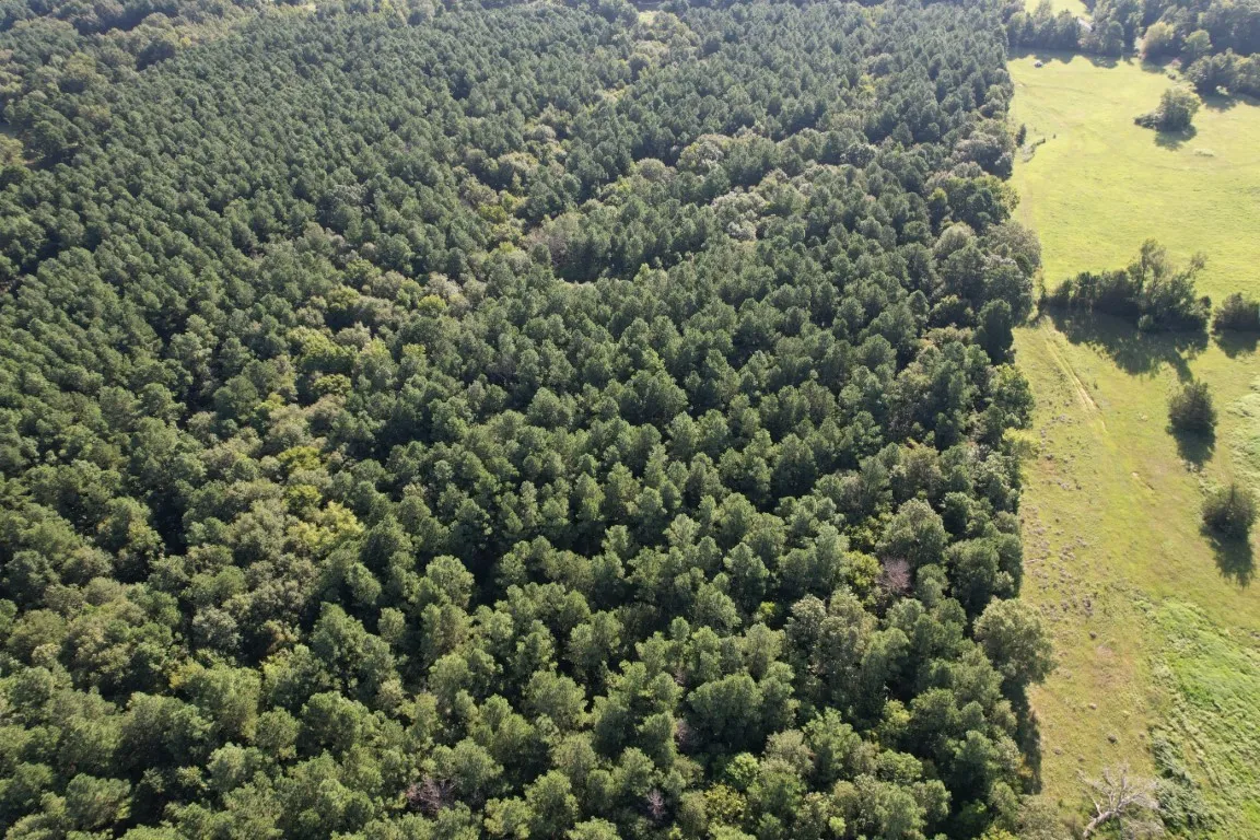 Unimproved Land For Sale in Panola County , TBD County Road 168-1, Long Branch, Texas 75669, 0, 0, Garage spaces, 0 Sqft, built in 0, Price $324,000, mls#20706695, Real Estate Agent in Long Branch, Homes For Sale in Panola county, Homes For Sale in Long Branch, Realtor in Long Branch Texas, Real Estate Brokerage Independent Realty Texas, Luminita Cordes Realtor