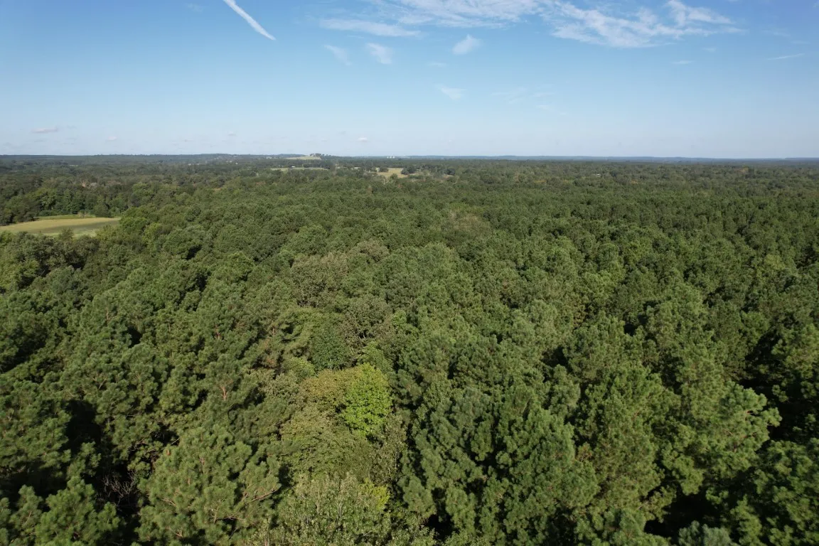 Unimproved Land For Sale in Panola County , TBD County Road 168-1, Long Branch, Texas 75669, 0, 0, Garage spaces, 0 Sqft, built in 0, Price $324,000, mls#20706695, Real Estate Agent in Long Branch, Homes For Sale in Panola county, Homes For Sale in Long Branch, Realtor in Long Branch Texas, Real Estate Brokerage Independent Realty Texas, Luminita Cordes Realtor