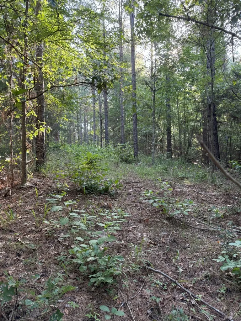 Unimproved Land For Sale in Panola County , TBD County Road 168-1, Long Branch, Texas 75669, 0, 0, Garage spaces, 0 Sqft, built in 0, Price $324,000, mls#20706695, Real Estate Agent in Long Branch, Homes For Sale in Panola county, Homes For Sale in Long Branch, Realtor in Long Branch Texas, Real Estate Brokerage Independent Realty Texas, Luminita Cordes Realtor