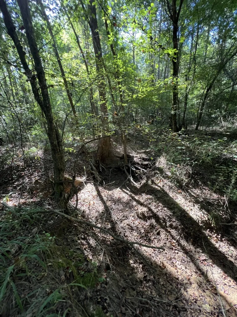 Unimproved Land For Sale in Panola County , TBD County Road 168-1, Long Branch, Texas 75669, 0, 0, Garage spaces, 0 Sqft, built in 0, Price $324,000, mls#20706695, Real Estate Agent in Long Branch, Homes For Sale in Panola county, Homes For Sale in Long Branch, Realtor in Long Branch Texas, Real Estate Brokerage Independent Realty Texas, Luminita Cordes Realtor