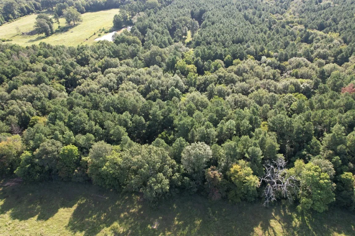 Unimproved Land For Sale in Panola County , TBD County Road 168-1, Long Branch, Texas 75669, 0, 0, Garage spaces, 0 Sqft, built in 0, Price $324,000, mls#20706695, Real Estate Agent in Long Branch, Homes For Sale in Panola county, Homes For Sale in Long Branch, Realtor in Long Branch Texas, Real Estate Brokerage Independent Realty Texas, Luminita Cordes Realtor