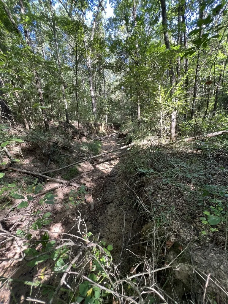 Unimproved Land For Sale in Panola County , TBD County Road 168-1, Long Branch, Texas 75669, 0, 0, Garage spaces, 0 Sqft, built in 0, Price $324,000, mls#20706695, Real Estate Agent in Long Branch, Homes For Sale in Panola county, Homes For Sale in Long Branch, Realtor in Long Branch Texas, Real Estate Brokerage Independent Realty Texas, Luminita Cordes Realtor