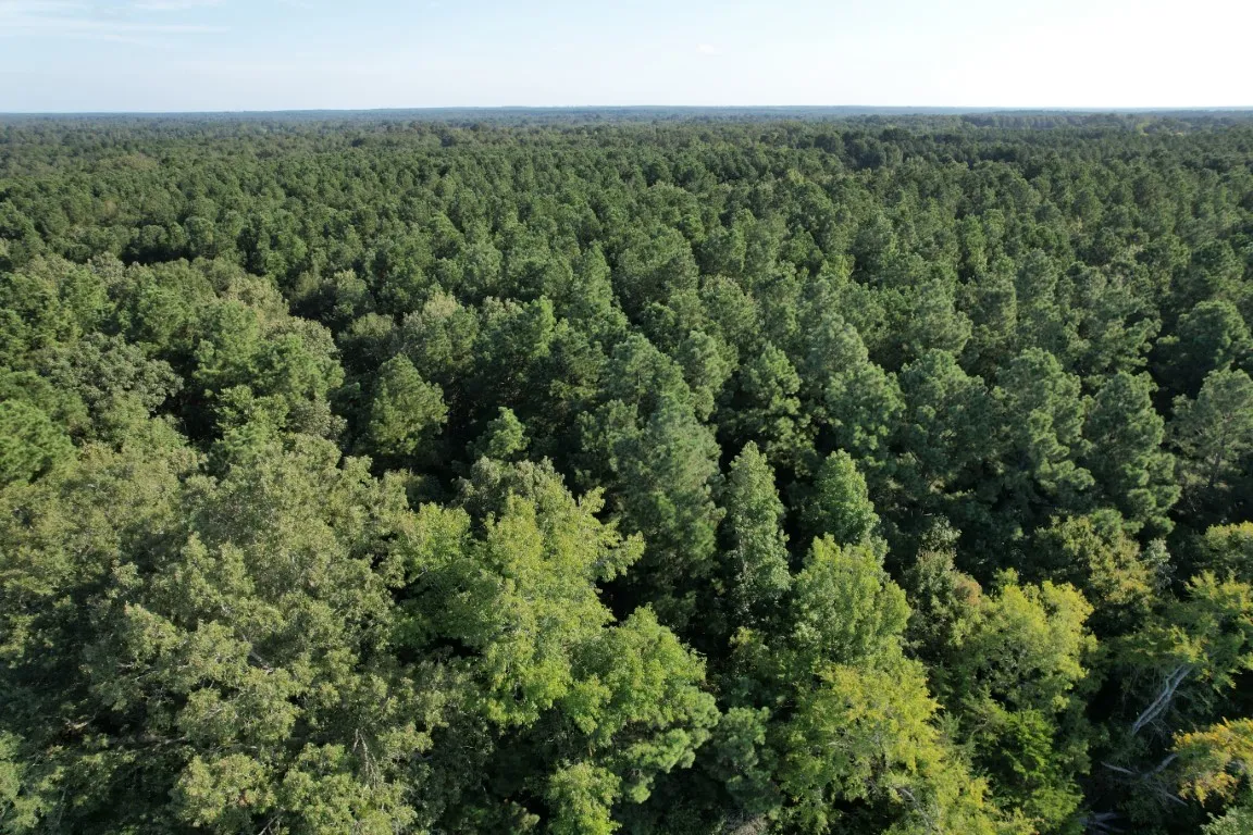 Unimproved Land For Sale in Panola County , TBD County Road 168-1, Long Branch, Texas 75669, 0, 0, Garage spaces, 0 Sqft, built in 0, Price $324,000, mls#20706695, Real Estate Agent in Long Branch, Homes For Sale in Panola county, Homes For Sale in Long Branch, Realtor in Long Branch Texas, Real Estate Brokerage Independent Realty Texas, Luminita Cordes Realtor