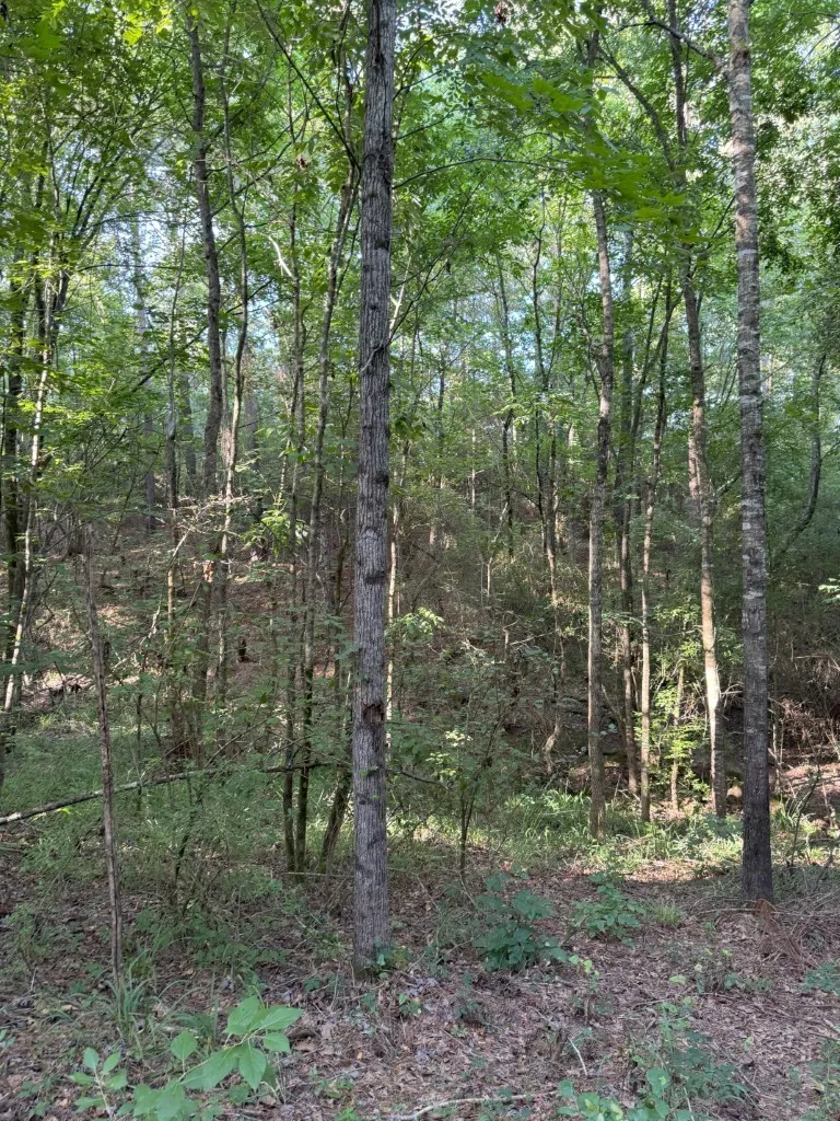 Unimproved Land For Sale in Panola County , TBD County Road 168-1, Long Branch, Texas 75669, 0, 0, Garage spaces, 0 Sqft, built in 0, Price $324,000, mls#20706695, Real Estate Agent in Long Branch, Homes For Sale in Panola county, Homes For Sale in Long Branch, Realtor in Long Branch Texas, Real Estate Brokerage Independent Realty Texas, Luminita Cordes Realtor