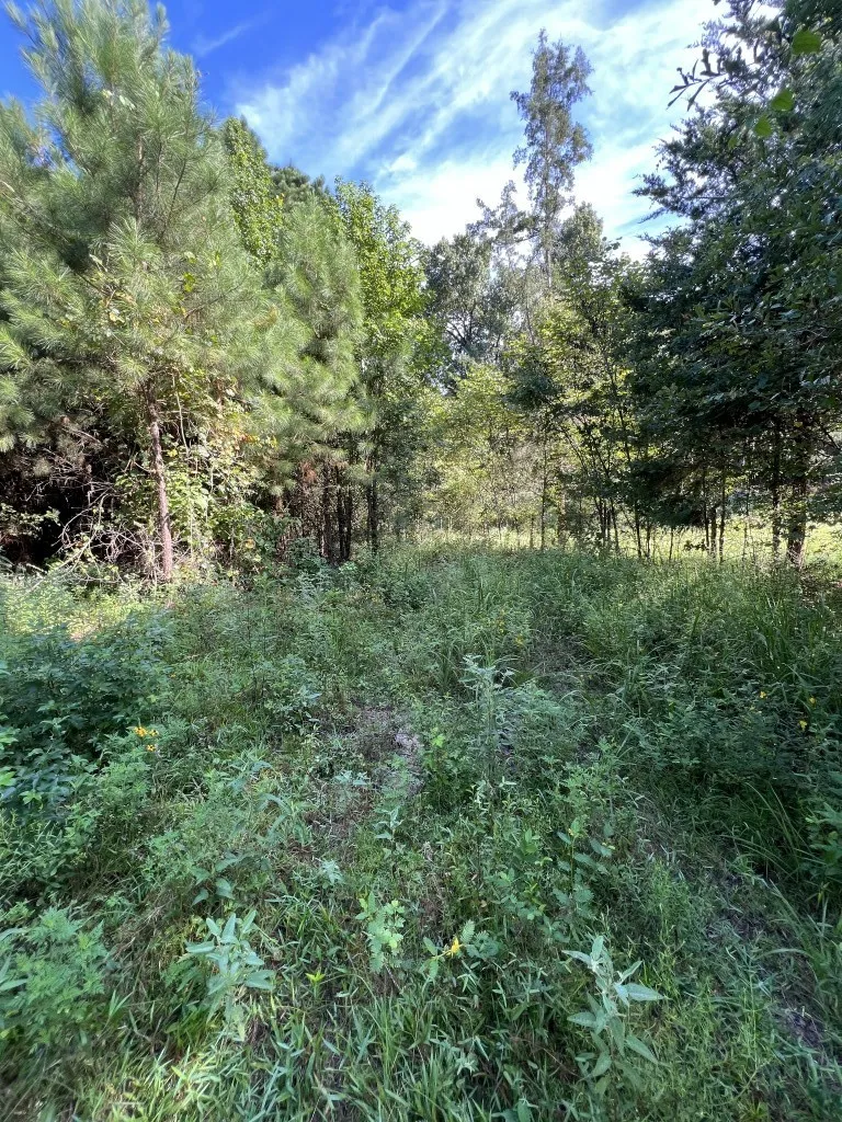 Unimproved Land For Sale in Panola County , TBD County Road 168-1, Long Branch, Texas 75669, 0, 0, Garage spaces, 0 Sqft, built in 0, Price $324,000, mls#20706695, Real Estate Agent in Long Branch, Homes For Sale in Panola county, Homes For Sale in Long Branch, Realtor in Long Branch Texas, Real Estate Brokerage Independent Realty Texas, Luminita Cordes Realtor