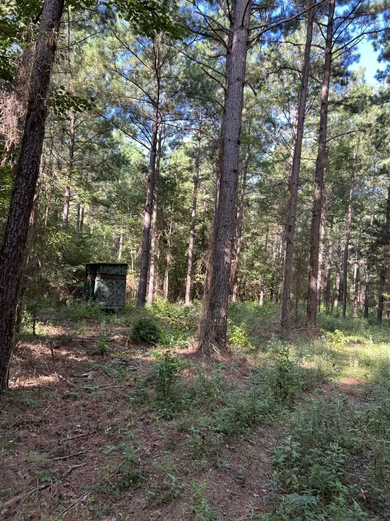 Unimproved Land For Sale in Panola County , TBD County Road 168-1, Long Branch, Texas 75669, 0, 0, Garage spaces, 0 Sqft, built in 0, Price $324,000, mls#20706695, Real Estate Agent in Long Branch, Homes For Sale in Panola county, Homes For Sale in Long Branch, Realtor in Long Branch Texas, Real Estate Brokerage Independent Realty Texas, Luminita Cordes Realtor