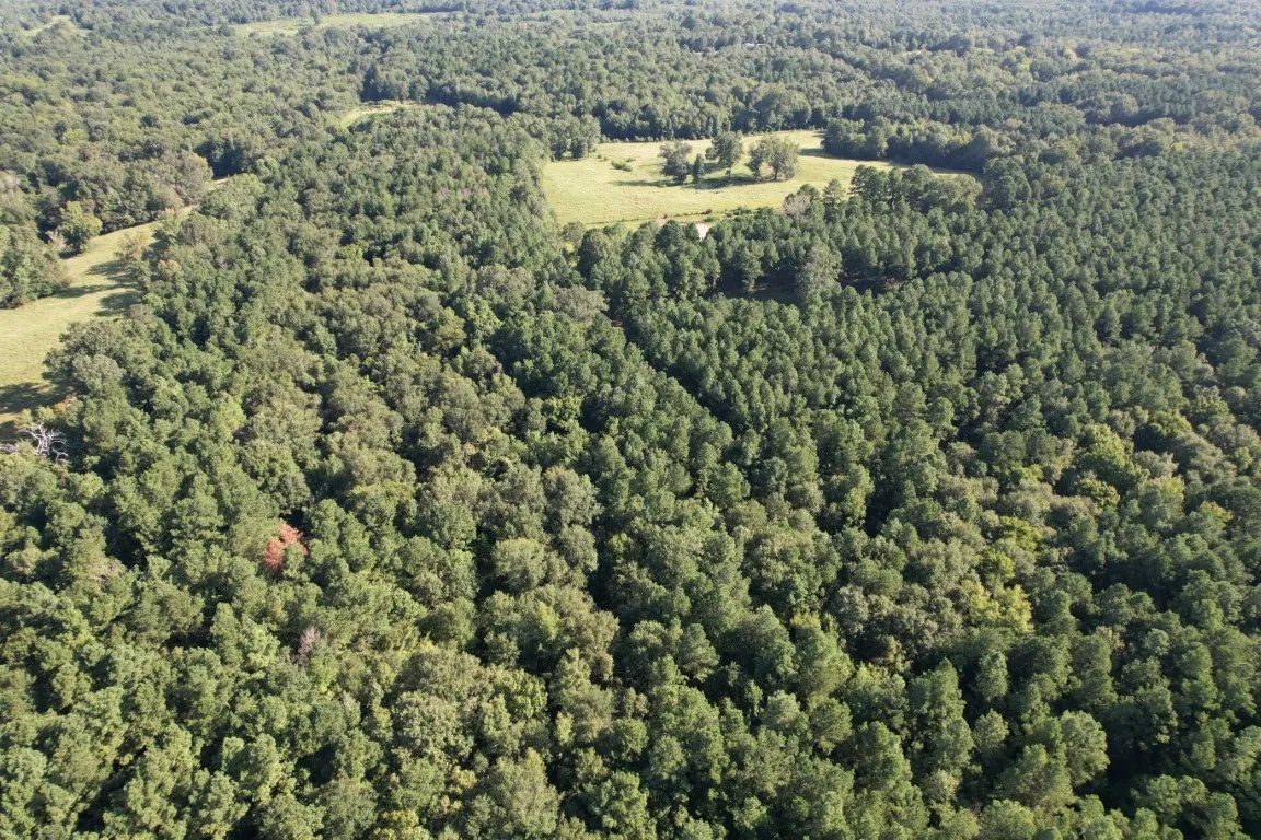Unimproved Land For Sale in Panola County , TBD County Road 168-1, Long Branch, Texas 75669, 0, 0, Garage spaces, 0 Sqft, built in 0, Price $324,000, mls#20706695, Real Estate Agent in Long Branch, Homes For Sale in Panola county, Homes For Sale in Long Branch, Realtor in Long Branch Texas, Real Estate Brokerage Independent Realty Texas, Luminita Cordes Realtor