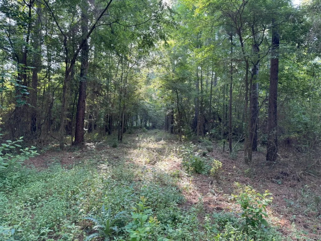 Unimproved Land For Sale in Panola County , TBD County Road 168-1, Long Branch, Texas 75669, 0, 0, Garage spaces, 0 Sqft, built in 0, Price $324,000, mls#20706695, Real Estate Agent in Long Branch, Homes For Sale in Panola county, Homes For Sale in Long Branch, Realtor in Long Branch Texas, Real Estate Brokerage Independent Realty Texas, Luminita Cordes Realtor