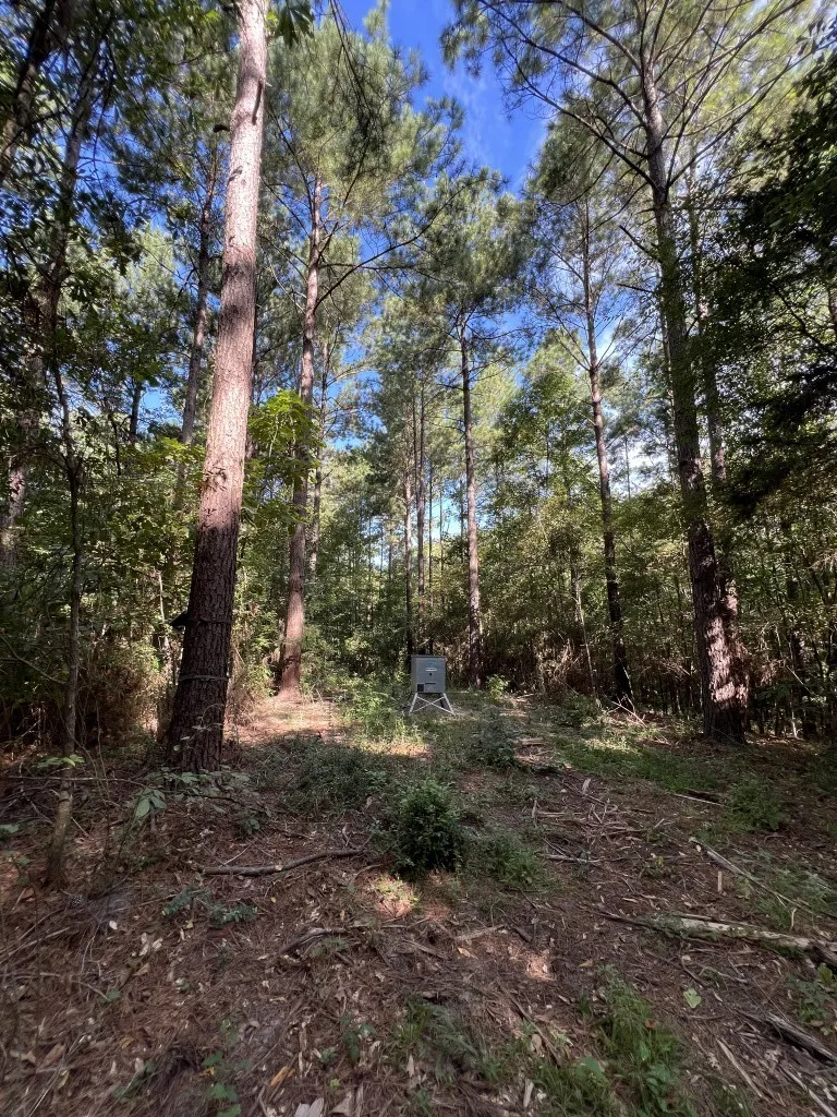 Unimproved Land For Sale in Panola County , TBD County Road 168-1, Long Branch, Texas 75669, 0, 0, Garage spaces, 0 Sqft, built in 0, Price $324,000, mls#20706695, Real Estate Agent in Long Branch, Homes For Sale in Panola county, Homes For Sale in Long Branch, Realtor in Long Branch Texas, Real Estate Brokerage Independent Realty Texas, Luminita Cordes Realtor