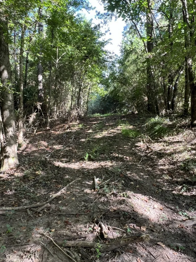 Unimproved Land For Sale in Panola County , TBD County Road 168-1, Long Branch, Texas 75669, 0, 0, Garage spaces, 0 Sqft, built in 0, Price $324,000, mls#20706695, Real Estate Agent in Long Branch, Homes For Sale in Panola county, Homes For Sale in Long Branch, Realtor in Long Branch Texas, Real Estate Brokerage Independent Realty Texas, Luminita Cordes Realtor