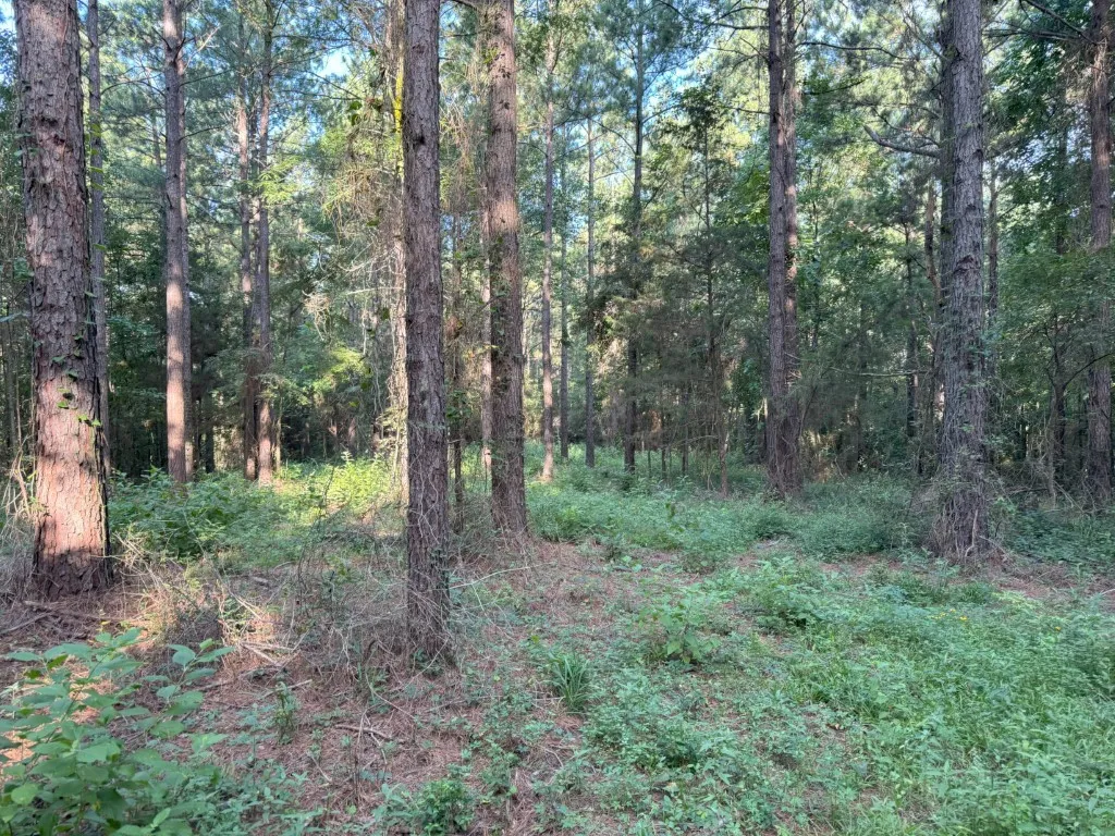 Unimproved Land For Sale in Panola County , TBD County Road 168-1, Long Branch, Texas 75669, 0, 0, Garage spaces, 0 Sqft, built in 0, Price $324,000, mls#20706695, Real Estate Agent in Long Branch, Homes For Sale in Panola county, Homes For Sale in Long Branch, Realtor in Long Branch Texas, Real Estate Brokerage Independent Realty Texas, Luminita Cordes Realtor