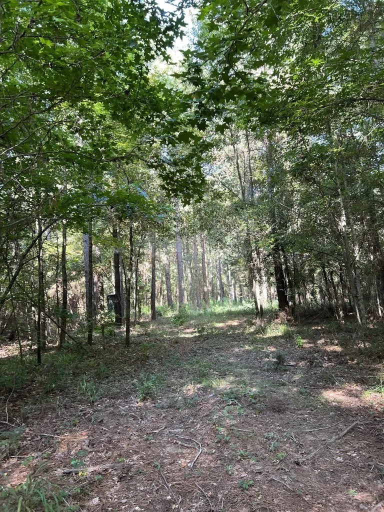 Unimproved Land For Sale in Panola County , TBD County Road 168-1, Long Branch, Texas 75669, 0, 0, Garage spaces, 0 Sqft, built in 0, Price $324,000, mls#20706695, Real Estate Agent in Long Branch, Homes For Sale in Panola county, Homes For Sale in Long Branch, Realtor in Long Branch Texas, Real Estate Brokerage Independent Realty Texas, Luminita Cordes Realtor