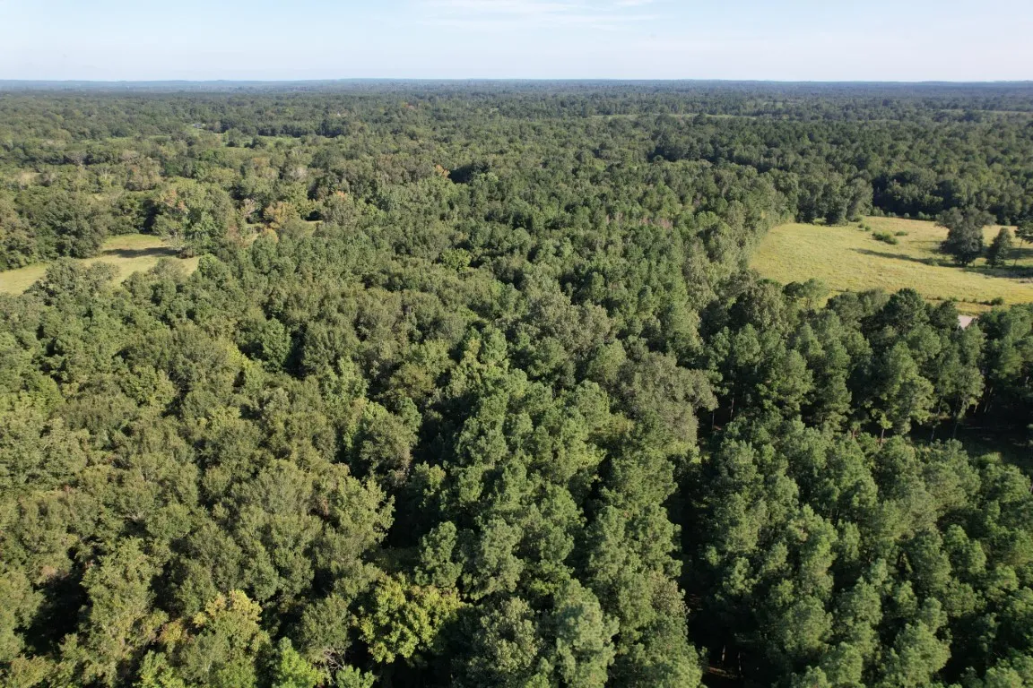 Unimproved Land For Sale in Panola County , TBD County Road 168-1, Long Branch, Texas 75669, 0, 0, Garage spaces, 0 Sqft, built in 0, Price $324,000, mls#20706695, Real Estate Agent in Long Branch, Homes For Sale in Panola county, Homes For Sale in Long Branch, Realtor in Long Branch Texas, Real Estate Brokerage Independent Realty Texas, Luminita Cordes Realtor