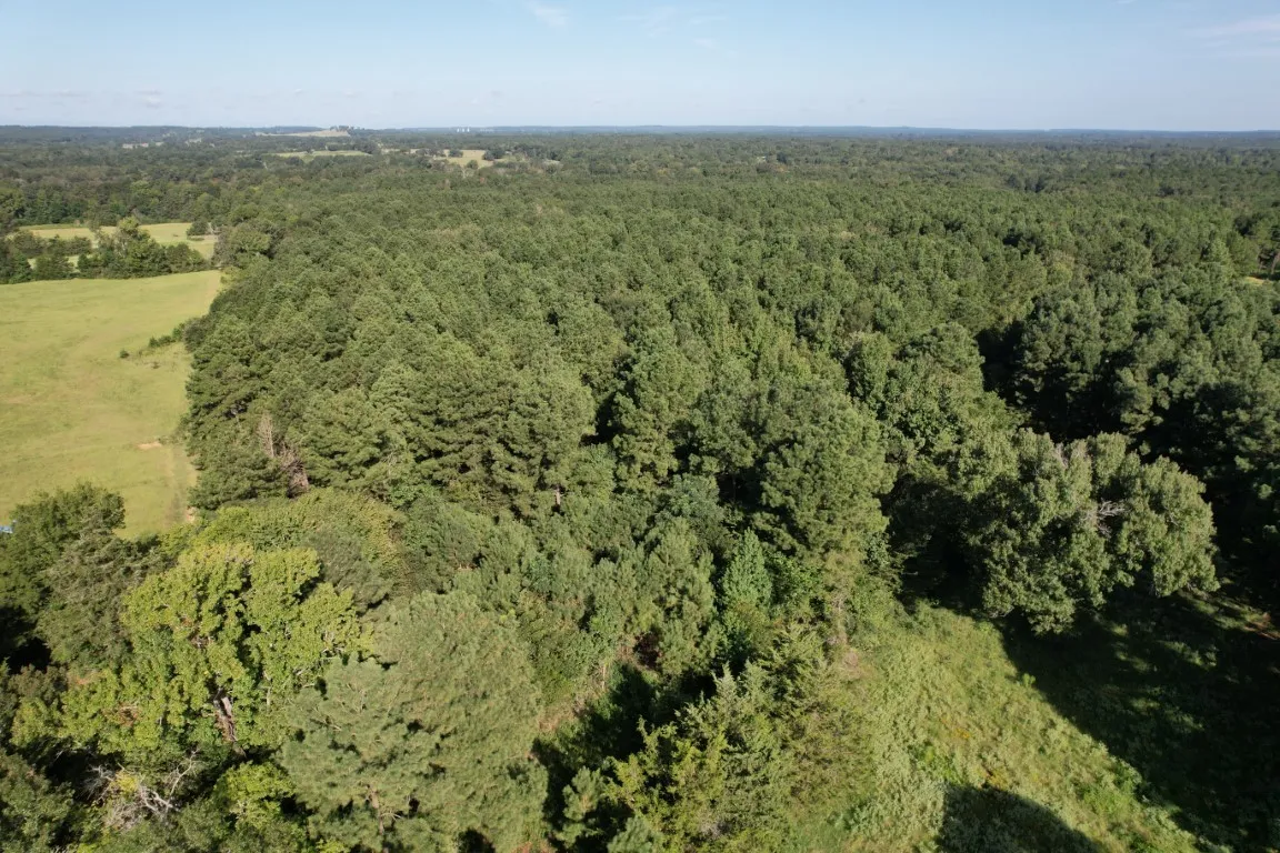 Unimproved Land For Sale in Panola County , TBD County Road 168-1, Long Branch, Texas 75669, 0, 0, Garage spaces, 0 Sqft, built in 0, Price $324,000, mls#20706695, Real Estate Agent in Long Branch, Homes For Sale in Panola county, Homes For Sale in Long Branch, Realtor in Long Branch Texas, Real Estate Brokerage Independent Realty Texas, Luminita Cordes Realtor