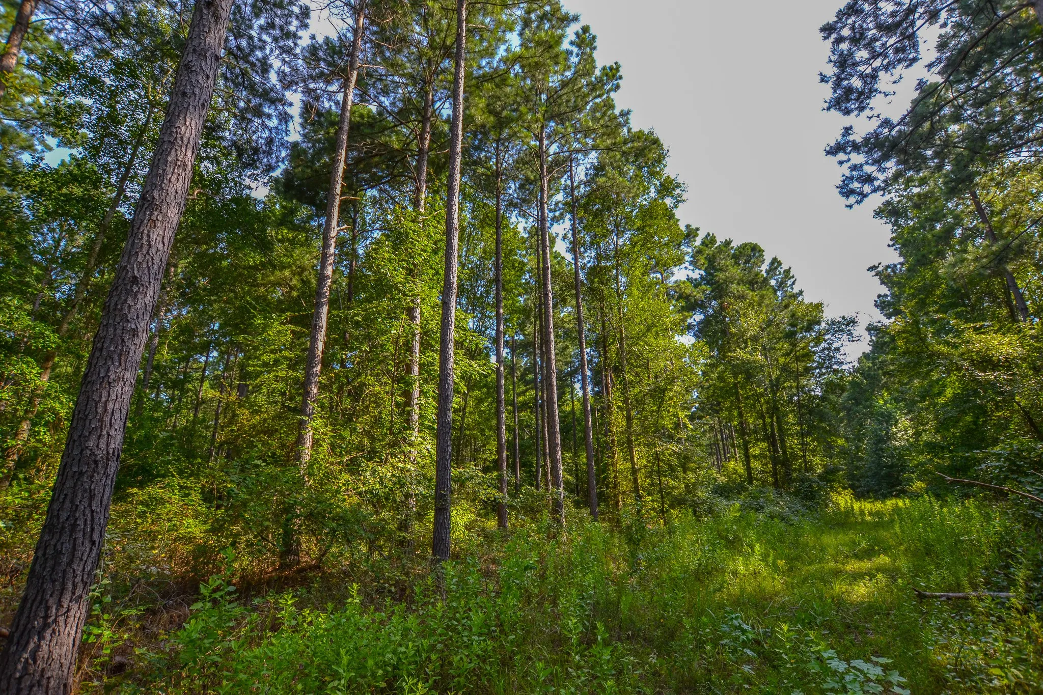 Unimproved Land For Sale in Henderson County , Tract 1 Hwy 155, Frankston, Texas 75763, 0, 0, Garage spaces, 0 Sqft, built in 0, Price $386,666, mls#20706992, Real Estate Agent in Frankston, Homes For Sale in Henderson county, Homes For Sale in Frankston, Realtor in Frankston Texas, Real Estate Brokerage Independent Realty Texas, Luminita Cordes Realtor