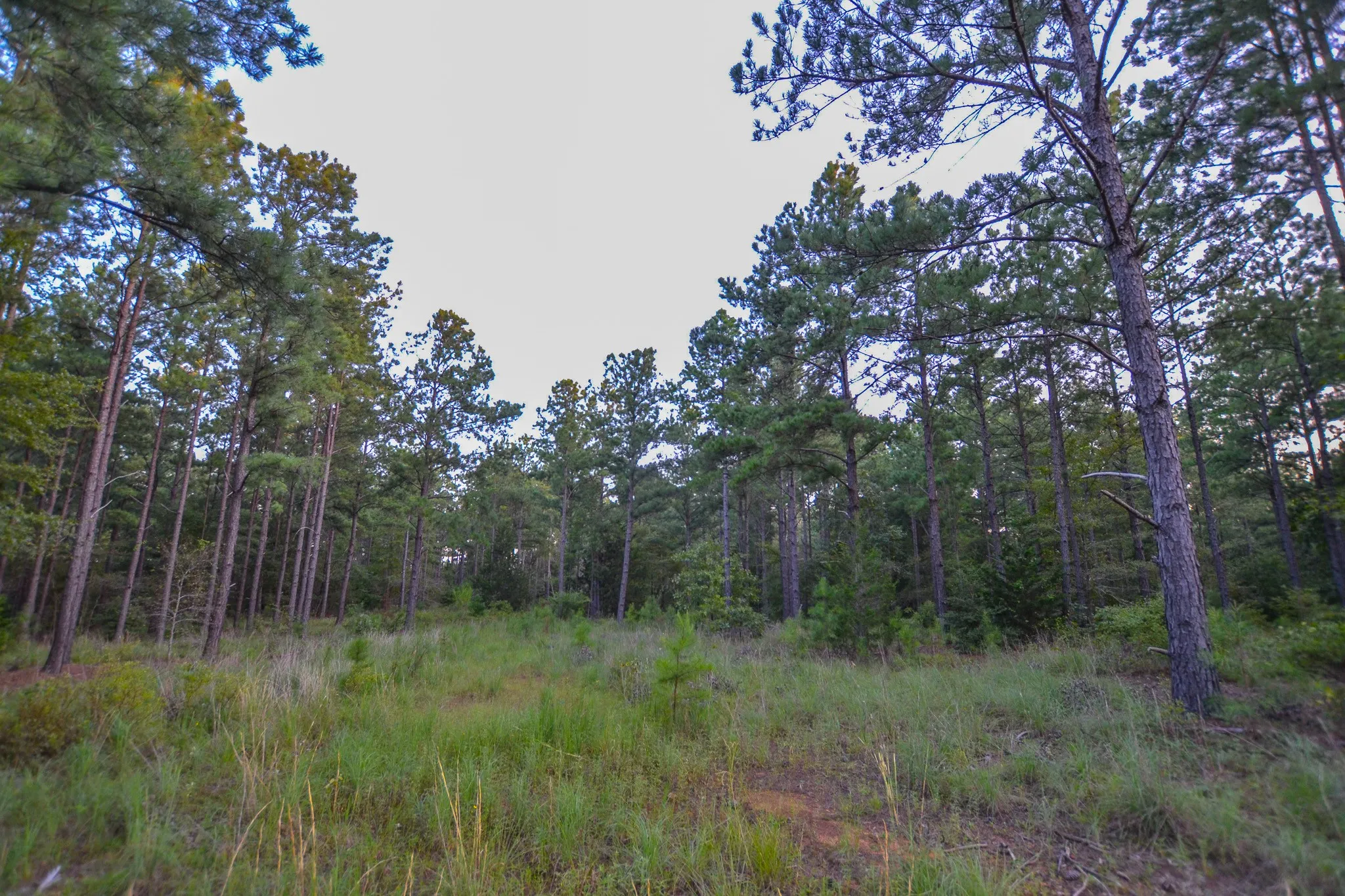 Unimproved Land For Sale in Henderson County , Tract 1 Hwy 155, Frankston, Texas 75763, 0, 0, Garage spaces, 0 Sqft, built in 0, Price $386,666, mls#20706992, Real Estate Agent in Frankston, Homes For Sale in Henderson county, Homes For Sale in Frankston, Realtor in Frankston Texas, Real Estate Brokerage Independent Realty Texas, Luminita Cordes Realtor
