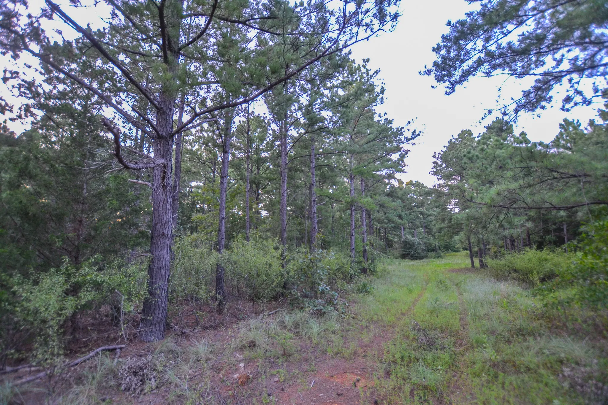 Unimproved Land For Sale in Henderson County , Tract 1 Hwy 155, Frankston, Texas 75763, 0, 0, Garage spaces, 0 Sqft, built in 0, Price $386,666, mls#20706992, Real Estate Agent in Frankston, Homes For Sale in Henderson county, Homes For Sale in Frankston, Realtor in Frankston Texas, Real Estate Brokerage Independent Realty Texas, Luminita Cordes Realtor