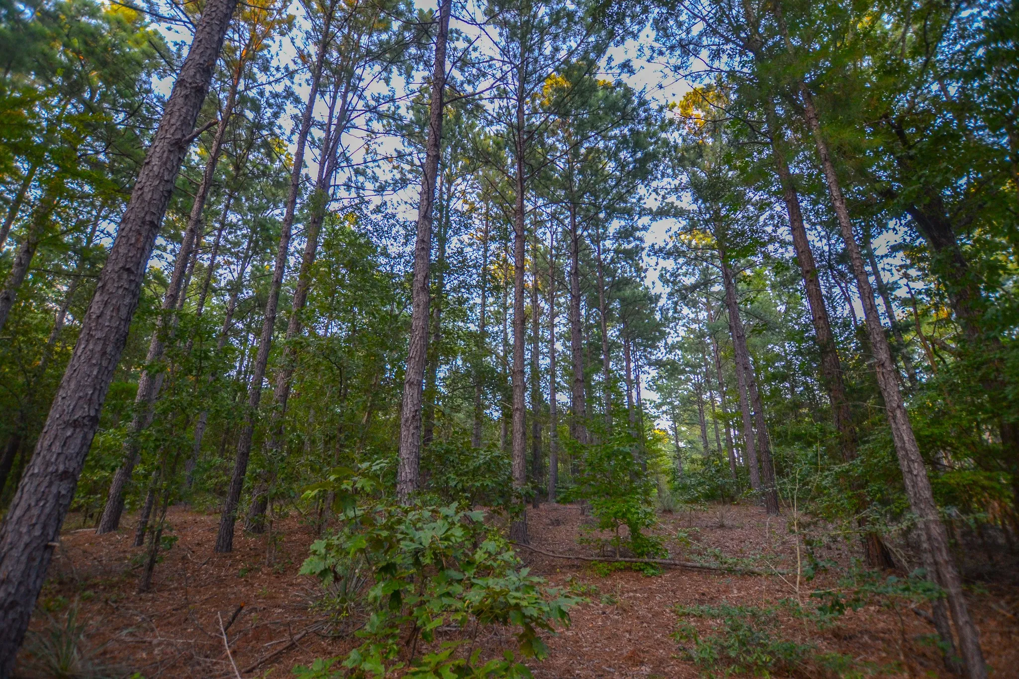 Unimproved Land For Sale in Henderson County , Tract 1 Hwy 155, Frankston, Texas 75763, 0, 0, Garage spaces, 0 Sqft, built in 0, Price $386,666, mls#20706992, Real Estate Agent in Frankston, Homes For Sale in Henderson county, Homes For Sale in Frankston, Realtor in Frankston Texas, Real Estate Brokerage Independent Realty Texas, Luminita Cordes Realtor