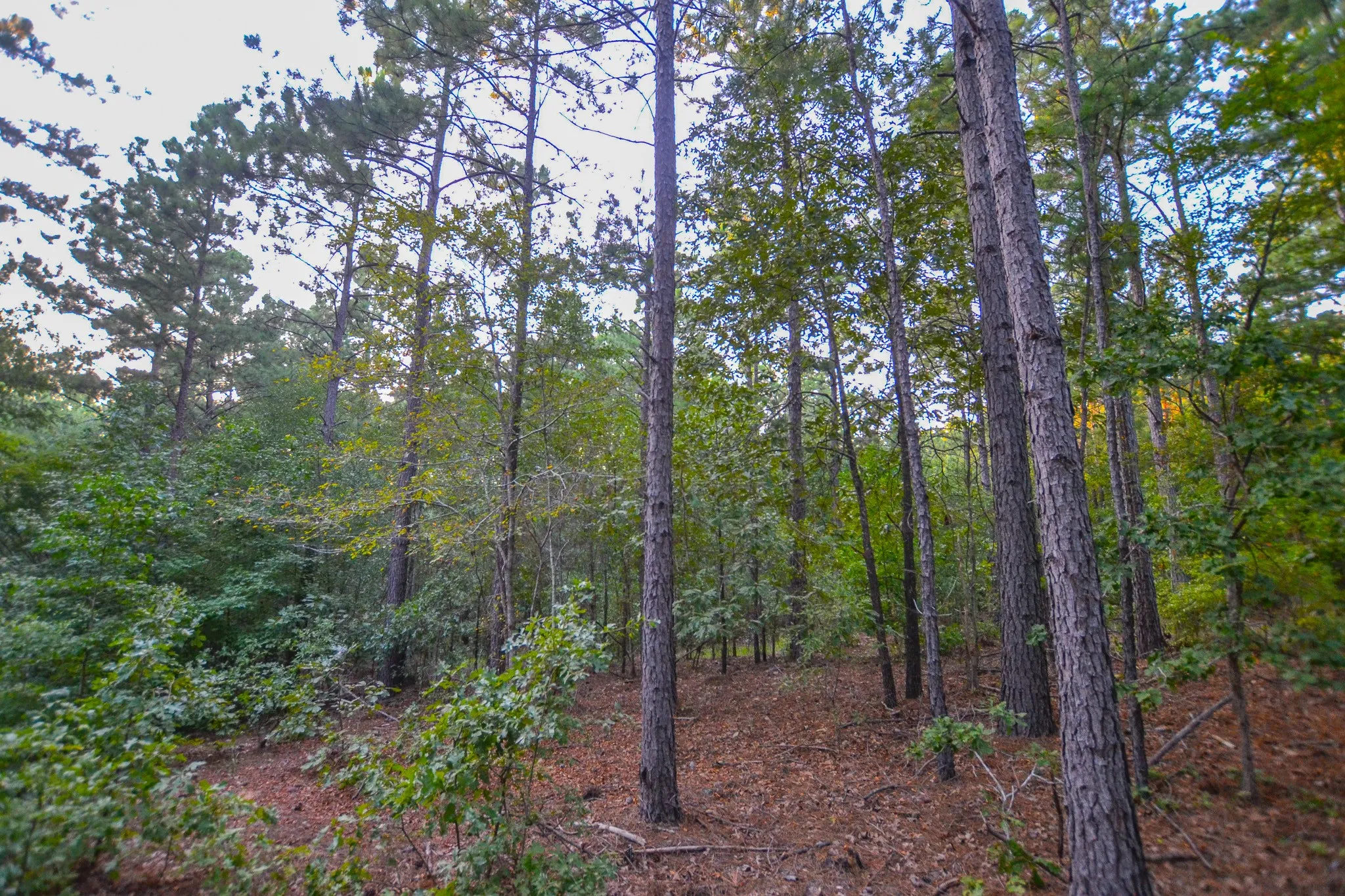 Unimproved Land For Sale in Henderson County , Tract 3 Hwy 155, Frankston, Texas 75763, 0, 0, Garage spaces, 0 Sqft, built in 0, Price $549,999, mls#20707401, Real Estate Agent in Frankston, Homes For Sale in Henderson county, Homes For Sale in Frankston, Realtor in Frankston Texas, Real Estate Brokerage Independent Realty Texas, Luminita Cordes Realtor