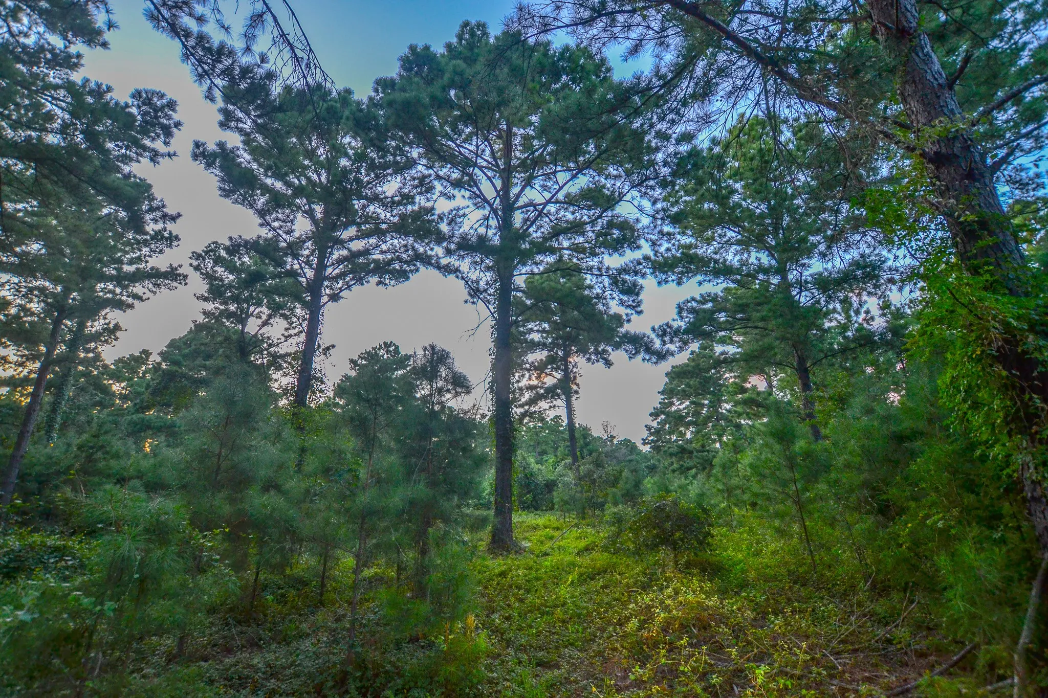 Unimproved Land For Sale in Henderson County , Tract 3 Hwy 155, Frankston, Texas 75763, 0, 0, Garage spaces, 0 Sqft, built in 0, Price $549,999, mls#20707401, Real Estate Agent in Frankston, Homes For Sale in Henderson county, Homes For Sale in Frankston, Realtor in Frankston Texas, Real Estate Brokerage Independent Realty Texas, Luminita Cordes Realtor