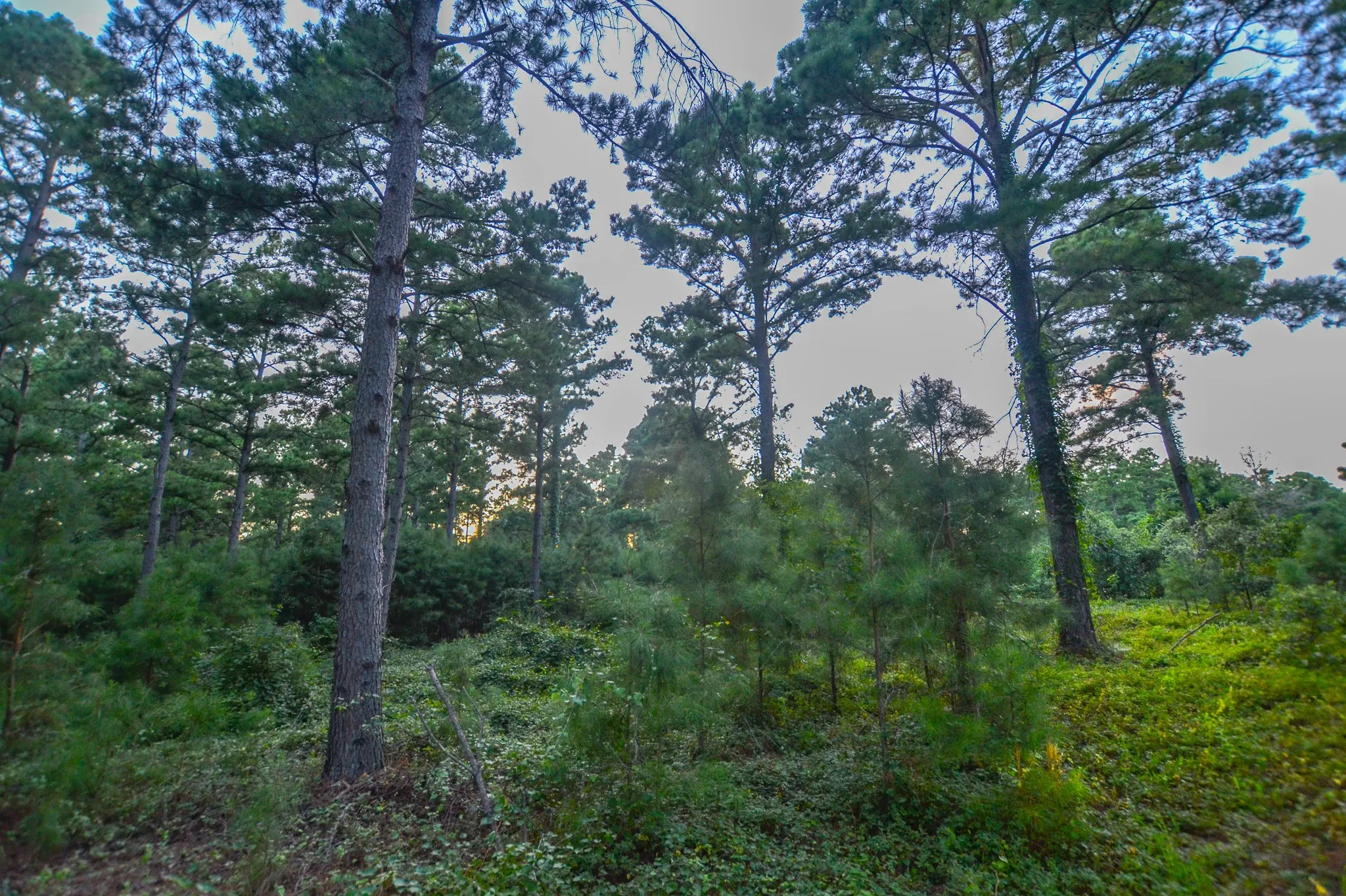 Unimproved Land For Sale in Henderson County , Tract 3 Hwy 155, Frankston, Texas 75763, 0, 0, Garage spaces, 0 Sqft, built in 0, Price $549,999, mls#20707401, Real Estate Agent in Frankston, Homes For Sale in Henderson county, Homes For Sale in Frankston, Realtor in Frankston Texas, Real Estate Brokerage Independent Realty Texas, Luminita Cordes Realtor