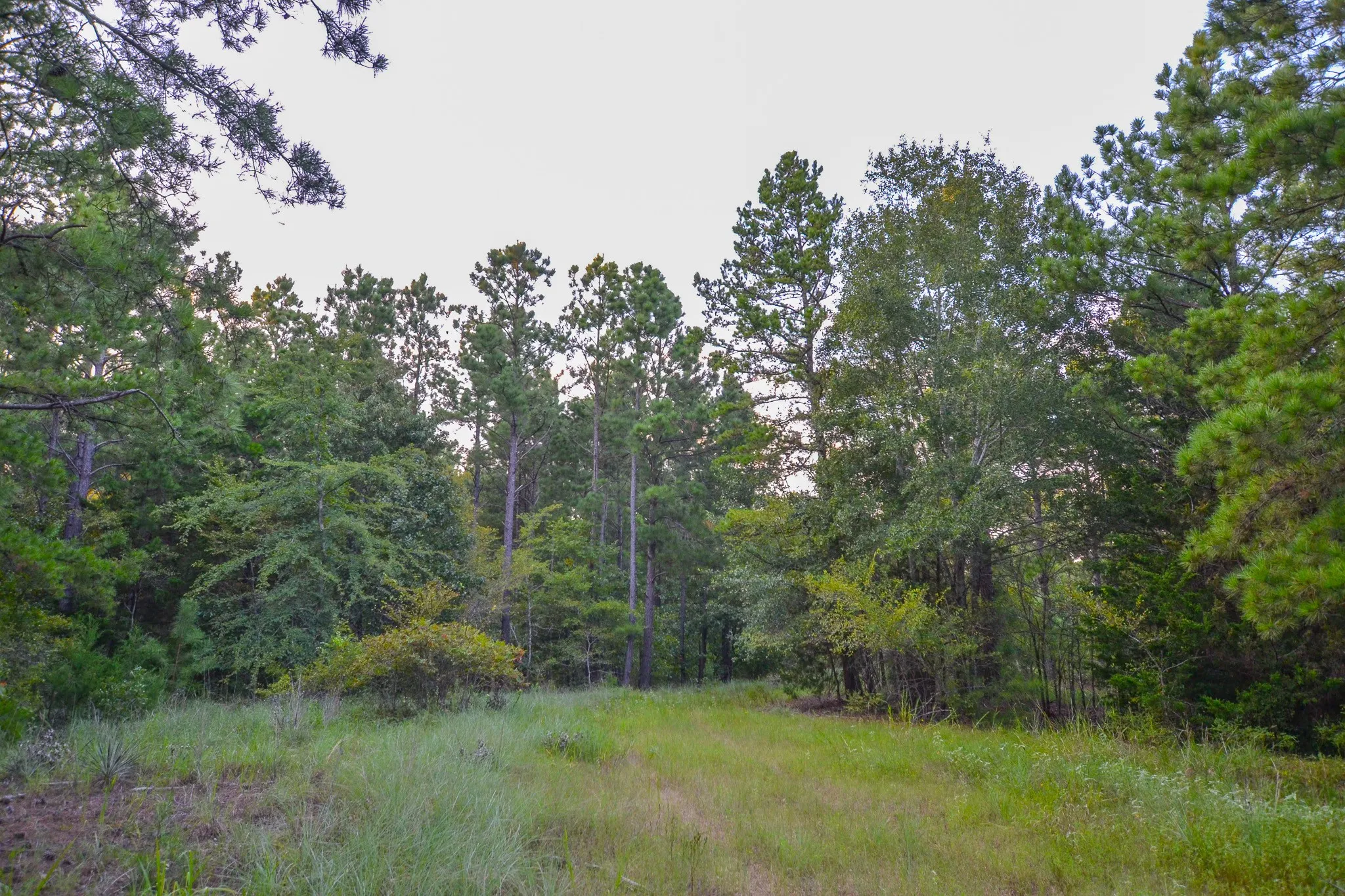 Unimproved Land For Sale in Henderson County , Tract 3 Hwy 155, Frankston, Texas 75763, 0, 0, Garage spaces, 0 Sqft, built in 0, Price $549,999, mls#20707401, Real Estate Agent in Frankston, Homes For Sale in Henderson county, Homes For Sale in Frankston, Realtor in Frankston Texas, Real Estate Brokerage Independent Realty Texas, Luminita Cordes Realtor