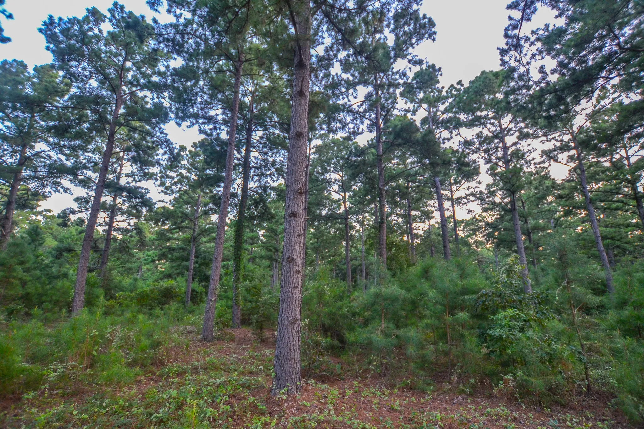 Unimproved Land For Sale in Henderson County , Tract 3 Hwy 155, Frankston, Texas 75763, 0, 0, Garage spaces, 0 Sqft, built in 0, Price $549,999, mls#20707401, Real Estate Agent in Frankston, Homes For Sale in Henderson county, Homes For Sale in Frankston, Realtor in Frankston Texas, Real Estate Brokerage Independent Realty Texas, Luminita Cordes Realtor