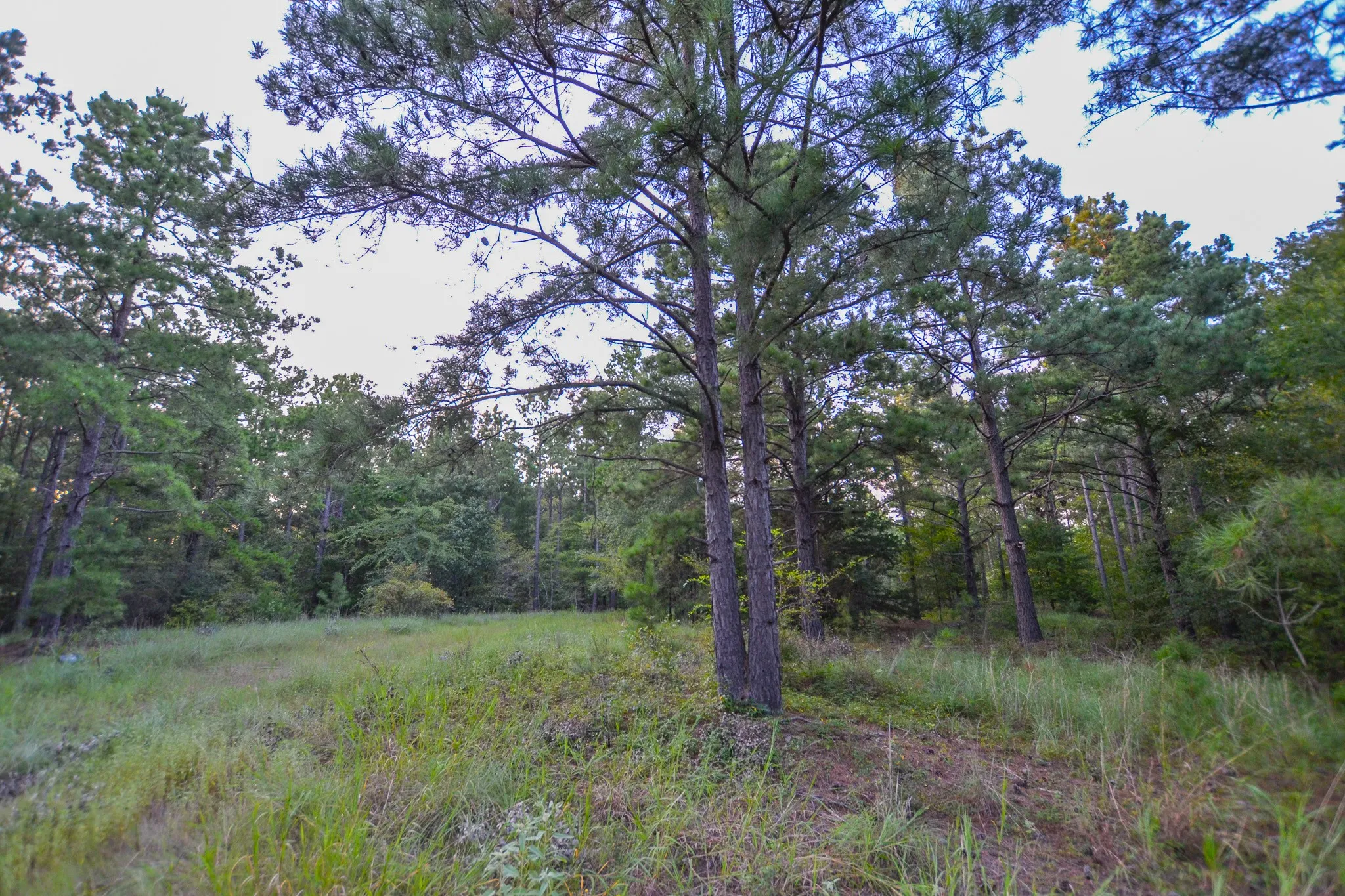 Unimproved Land For Sale in Henderson County , Tract 3 Hwy 155, Frankston, Texas 75763, 0, 0, Garage spaces, 0 Sqft, built in 0, Price $549,999, mls#20707401, Real Estate Agent in Frankston, Homes For Sale in Henderson county, Homes For Sale in Frankston, Realtor in Frankston Texas, Real Estate Brokerage Independent Realty Texas, Luminita Cordes Realtor