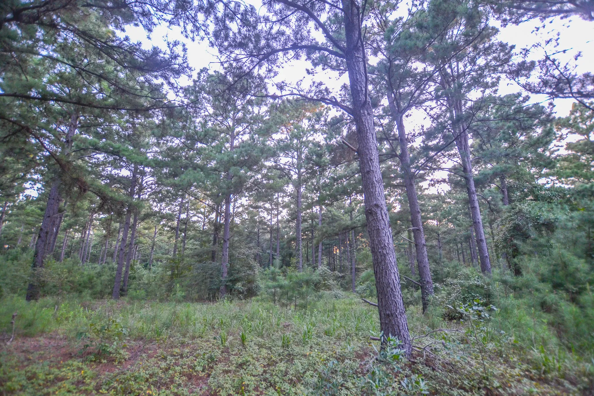 Unimproved Land For Sale in Henderson County , Tract 3 Hwy 155, Frankston, Texas 75763, 0, 0, Garage spaces, 0 Sqft, built in 0, Price $549,999, mls#20707401, Real Estate Agent in Frankston, Homes For Sale in Henderson county, Homes For Sale in Frankston, Realtor in Frankston Texas, Real Estate Brokerage Independent Realty Texas, Luminita Cordes Realtor