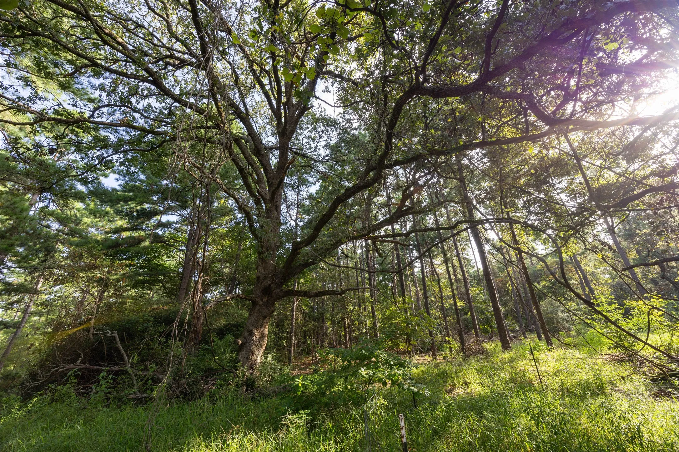 Unimproved Land For Sale in Henderson County , Tract 5 Hwy 155, Frankston, Texas 75763, 0, 0, Garage spaces, 0 Sqft, built in 0, Price $729,167, mls#20707575, Real Estate Agent in Frankston, Homes For Sale in Henderson county, Homes For Sale in Frankston, Realtor in Frankston Texas, Real Estate Brokerage Independent Realty Texas, Luminita Cordes Realtor