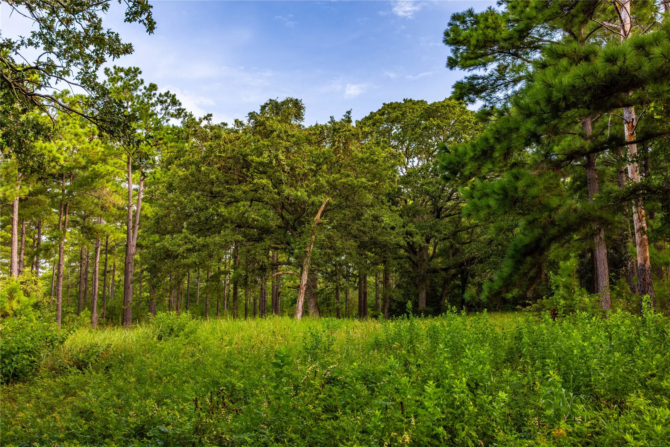 Unimproved Land For Sale in Henderson County , Tract 5 Hwy 155, Frankston, Texas 75763, 0, 0, Garage spaces, 0 Sqft, built in 0, Price $729,167, mls#20707575, Real Estate Agent in Frankston, Homes For Sale in Henderson county, Homes For Sale in Frankston, Realtor in Frankston Texas, Real Estate Brokerage Independent Realty Texas, Luminita Cordes Realtor