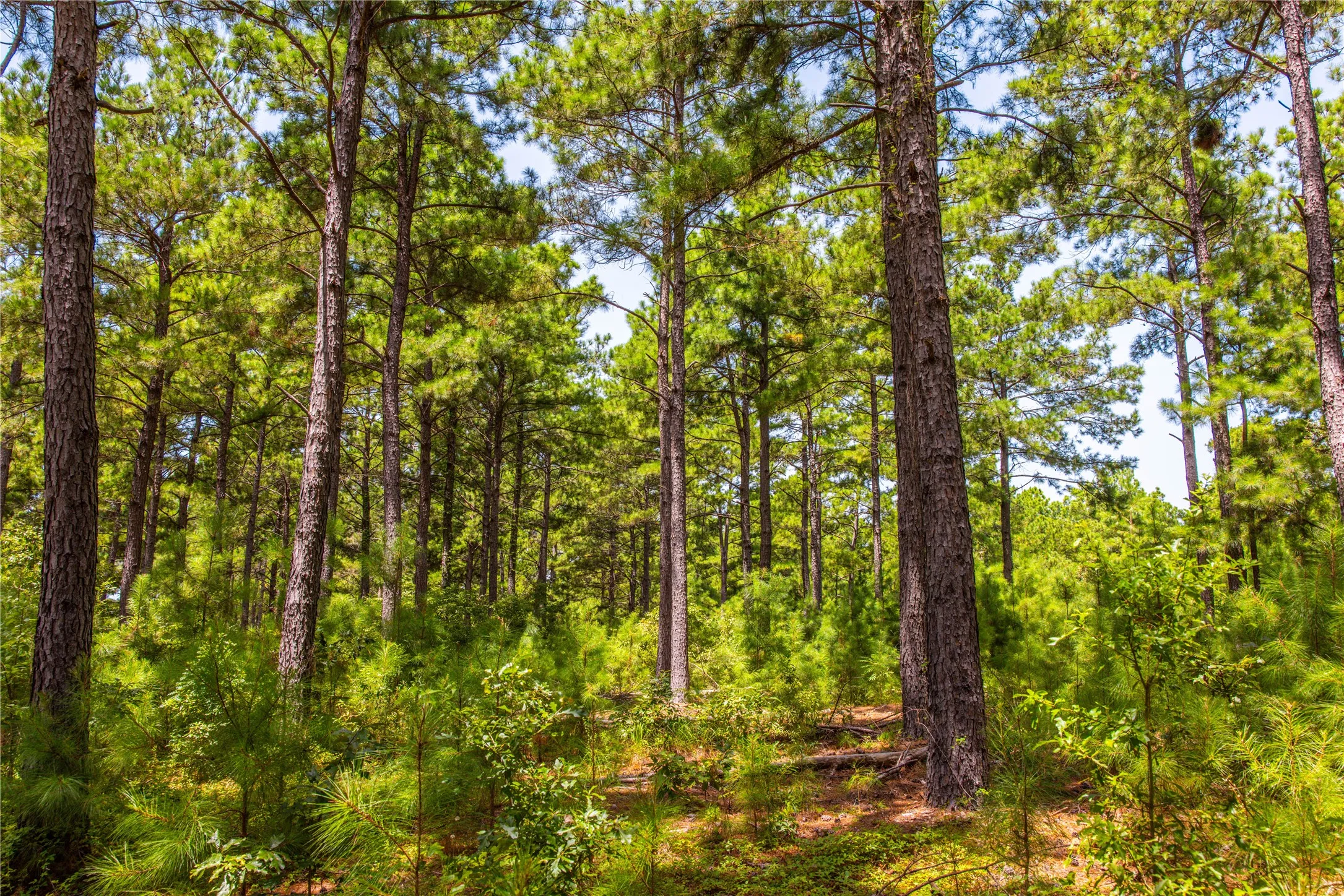 Unimproved Land For Sale in Henderson County , Tract 5 Hwy 155, Frankston, Texas 75763, 0, 0, Garage spaces, 0 Sqft, built in 0, Price $729,167, mls#20707575, Real Estate Agent in Frankston, Homes For Sale in Henderson county, Homes For Sale in Frankston, Realtor in Frankston Texas, Real Estate Brokerage Independent Realty Texas, Luminita Cordes Realtor