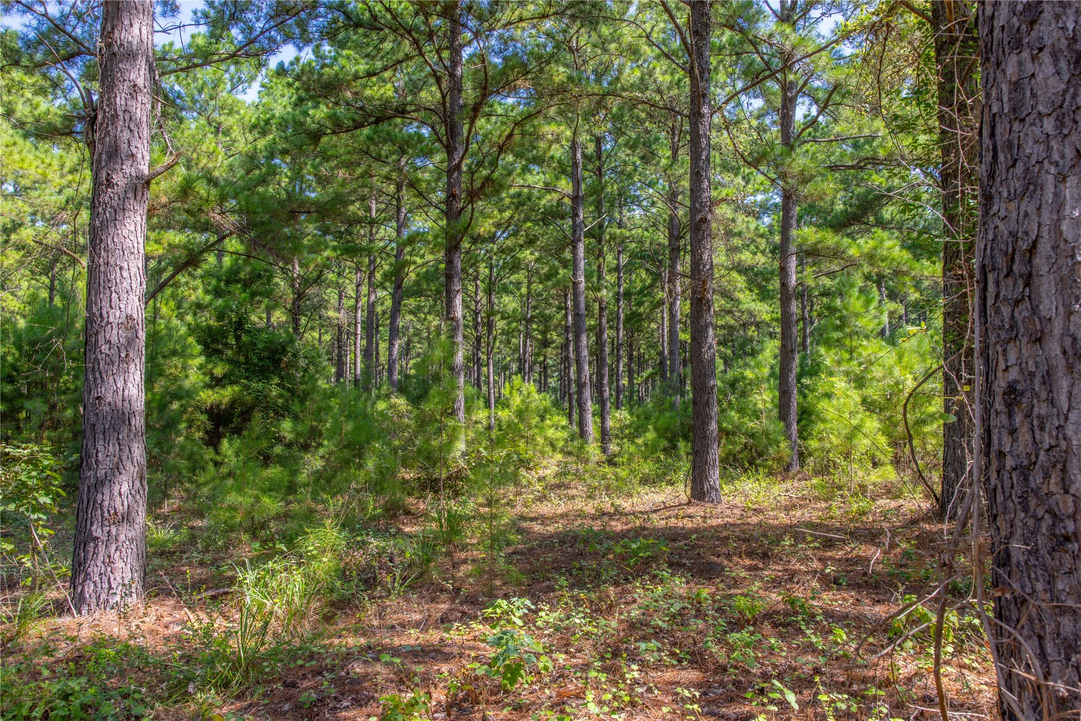 Unimproved Land For Sale in Henderson County , Tract 5 Hwy 155, Frankston, Texas 75763, 0, 0, Garage spaces, 0 Sqft, built in 0, Price $729,167, mls#20707575, Real Estate Agent in Frankston, Homes For Sale in Henderson county, Homes For Sale in Frankston, Realtor in Frankston Texas, Real Estate Brokerage Independent Realty Texas, Luminita Cordes Realtor