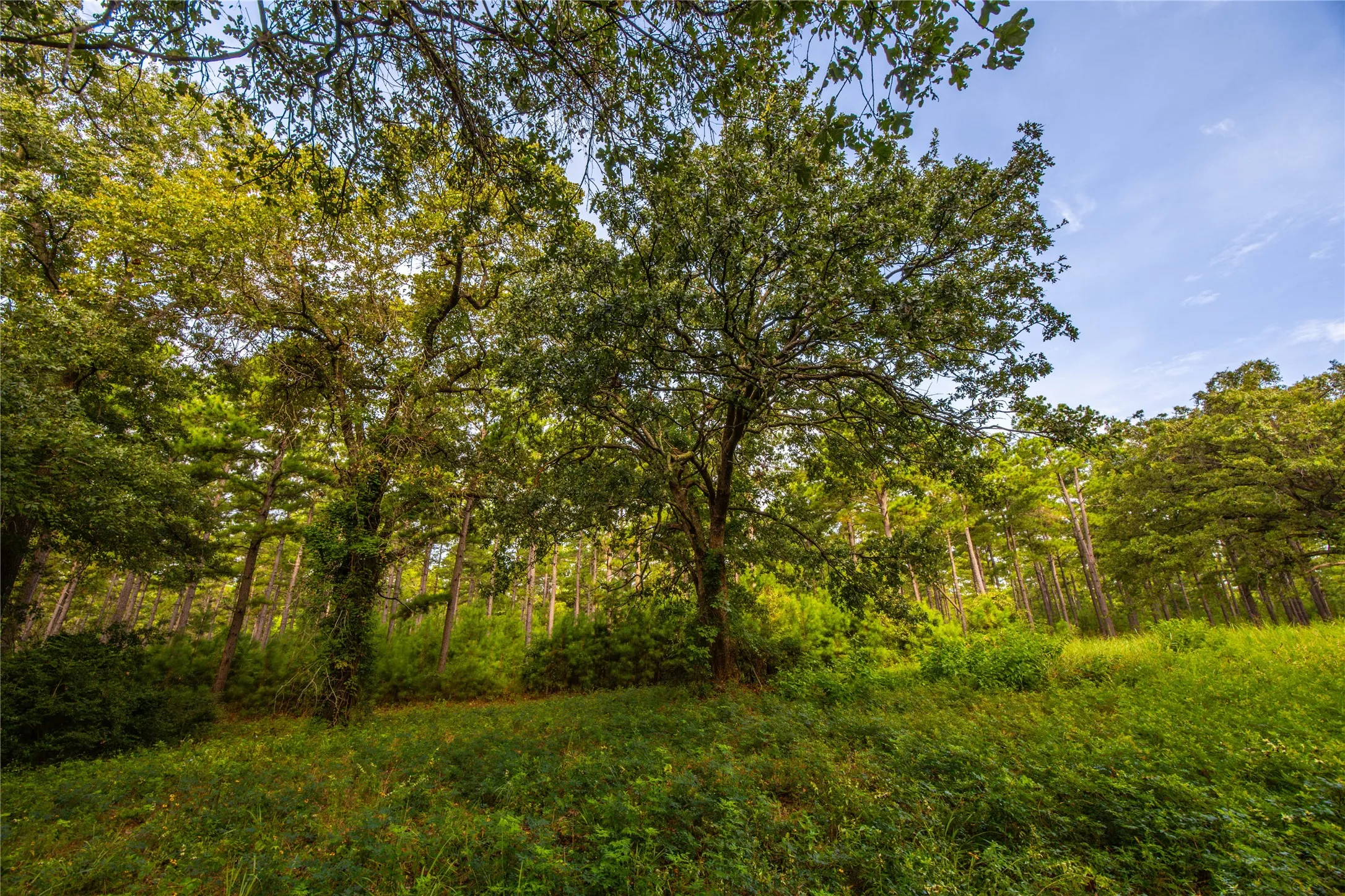 Unimproved Land For Sale in Henderson County , Tract 5 Hwy 155, Frankston, Texas 75763, 0, 0, Garage spaces, 0 Sqft, built in 0, Price $729,167, mls#20707575, Real Estate Agent in Frankston, Homes For Sale in Henderson county, Homes For Sale in Frankston, Realtor in Frankston Texas, Real Estate Brokerage Independent Realty Texas, Luminita Cordes Realtor