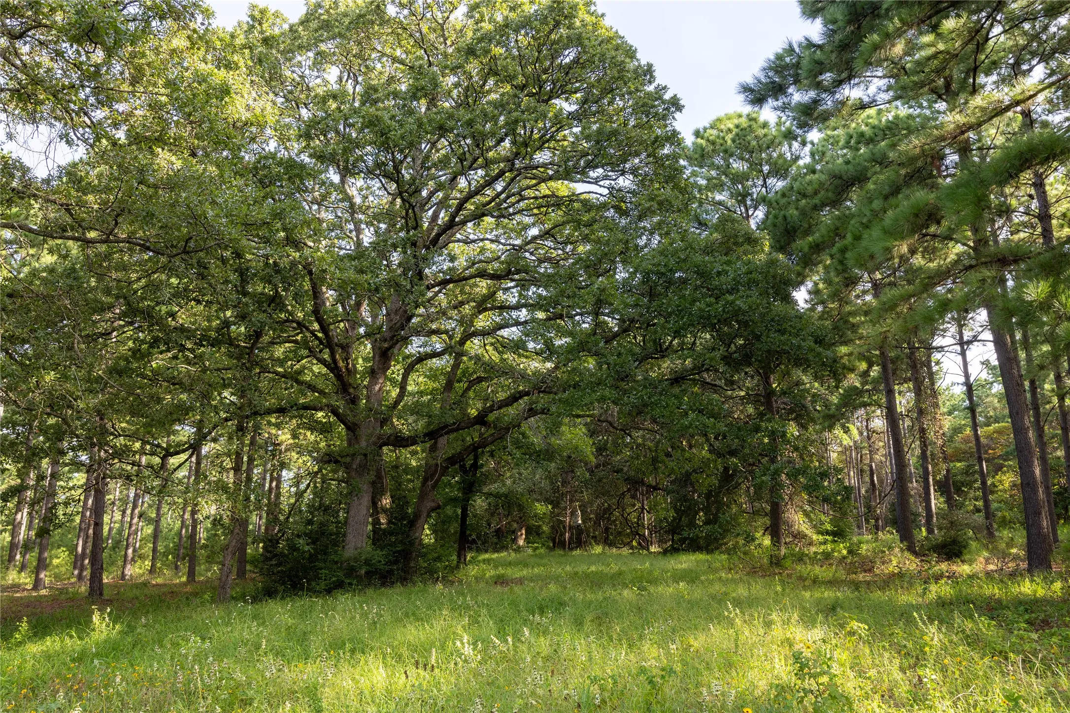 Unimproved Land For Sale in Henderson County , Tract 5 Hwy 155, Frankston, Texas 75763, 0, 0, Garage spaces, 0 Sqft, built in 0, Price $729,167, mls#20707575, Real Estate Agent in Frankston, Homes For Sale in Henderson county, Homes For Sale in Frankston, Realtor in Frankston Texas, Real Estate Brokerage Independent Realty Texas, Luminita Cordes Realtor