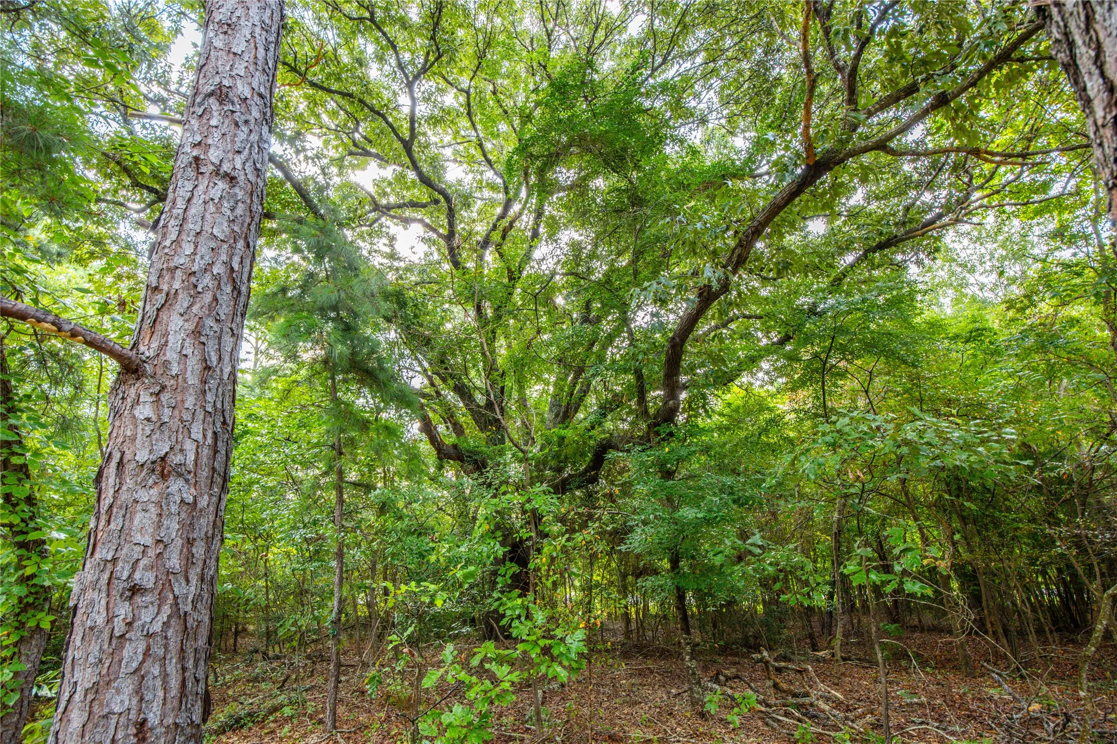 Unimproved Land For Sale in Henderson County , Tract 5 Hwy 155, Frankston, Texas 75763, 0, 0, Garage spaces, 0 Sqft, built in 0, Price $729,167, mls#20707575, Real Estate Agent in Frankston, Homes For Sale in Henderson county, Homes For Sale in Frankston, Realtor in Frankston Texas, Real Estate Brokerage Independent Realty Texas, Luminita Cordes Realtor