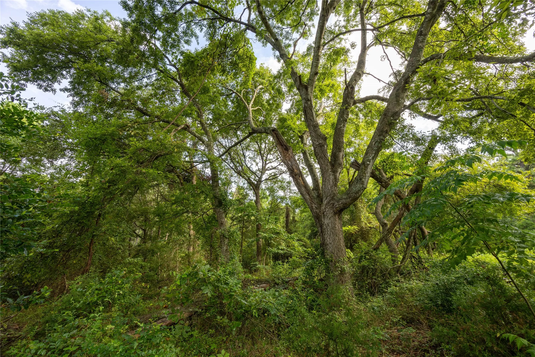 Unimproved Land For Sale in Henderson County , Tract 5 Hwy 155, Frankston, Texas 75763, 0, 0, Garage spaces, 0 Sqft, built in 0, Price $729,167, mls#20707575, Real Estate Agent in Frankston, Homes For Sale in Henderson county, Homes For Sale in Frankston, Realtor in Frankston Texas, Real Estate Brokerage Independent Realty Texas, Luminita Cordes Realtor