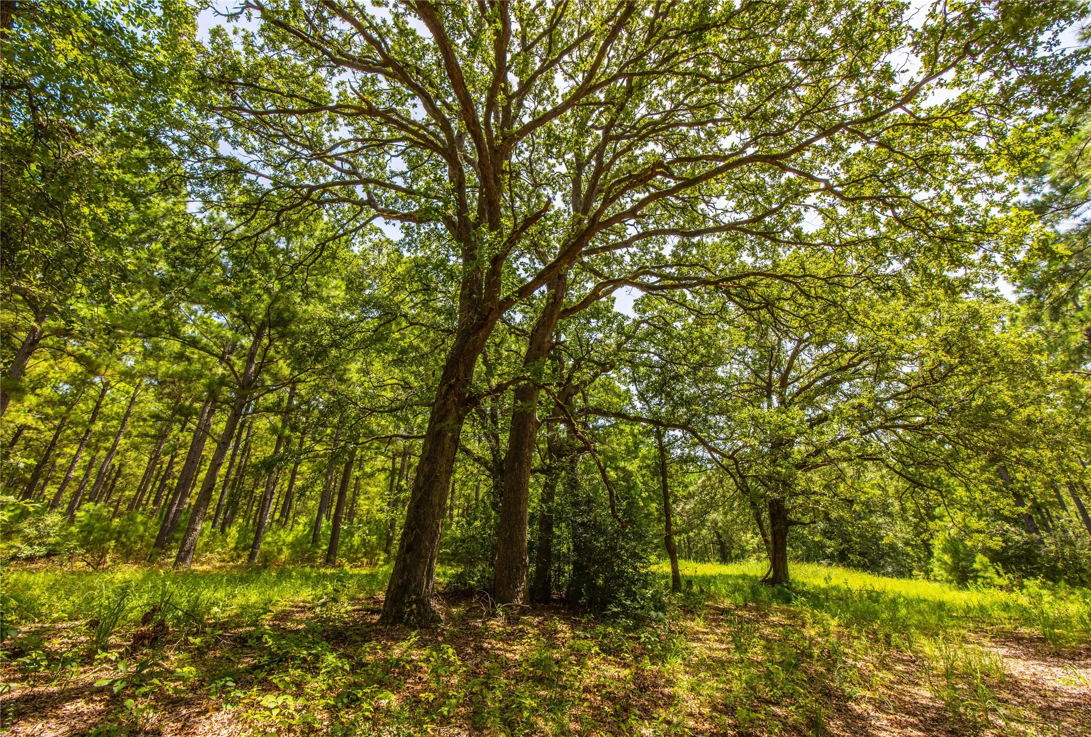 Unimproved Land For Sale in Henderson County , Tract 5 Hwy 155, Frankston, Texas 75763, 0, 0, Garage spaces, 0 Sqft, built in 0, Price $729,167, mls#20707575, Real Estate Agent in Frankston, Homes For Sale in Henderson county, Homes For Sale in Frankston, Realtor in Frankston Texas, Real Estate Brokerage Independent Realty Texas, Luminita Cordes Realtor