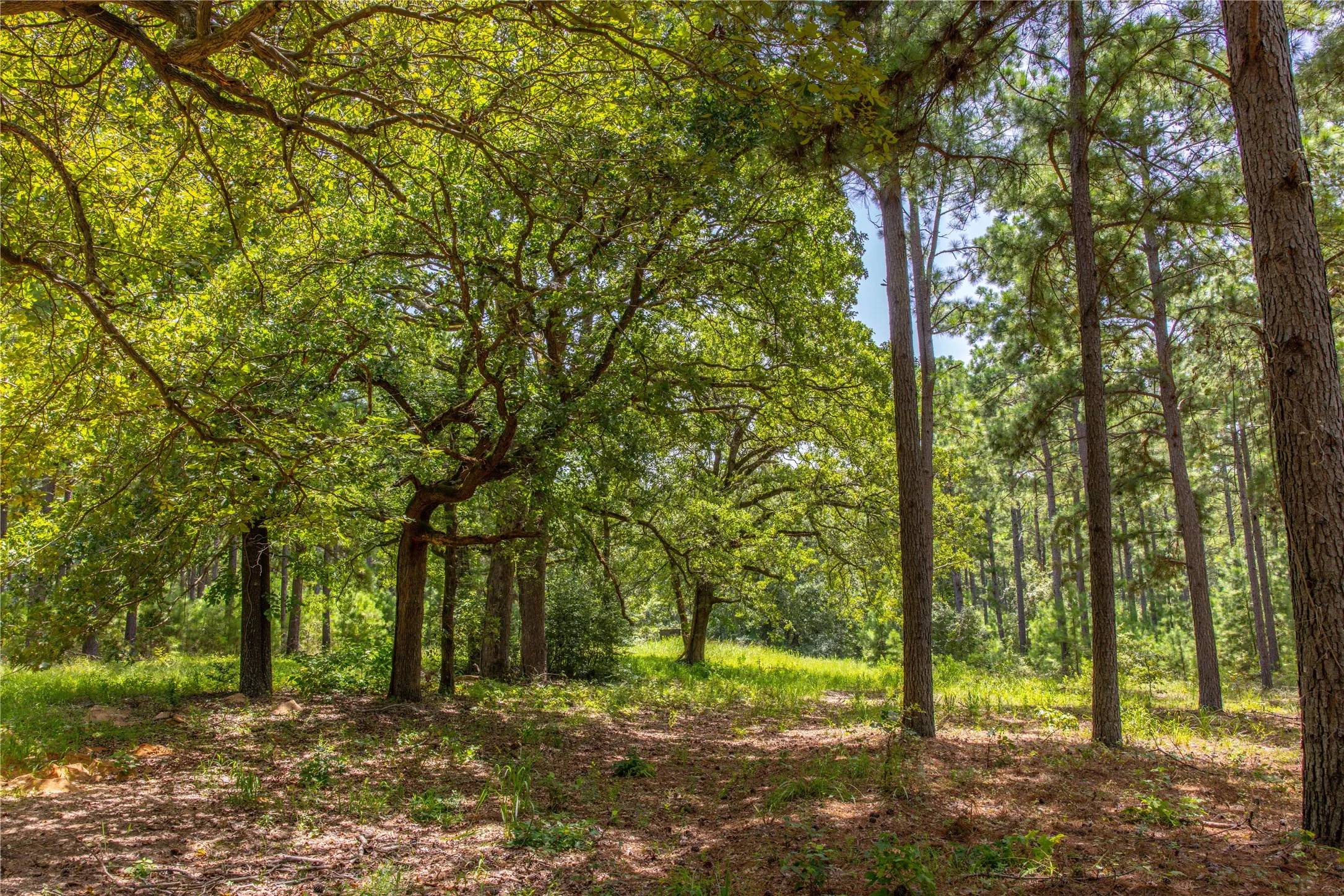 Unimproved Land For Sale in Henderson County , Tract 5 Hwy 155, Frankston, Texas 75763, 0, 0, Garage spaces, 0 Sqft, built in 0, Price $729,167, mls#20707575, Real Estate Agent in Frankston, Homes For Sale in Henderson county, Homes For Sale in Frankston, Realtor in Frankston Texas, Real Estate Brokerage Independent Realty Texas, Luminita Cordes Realtor