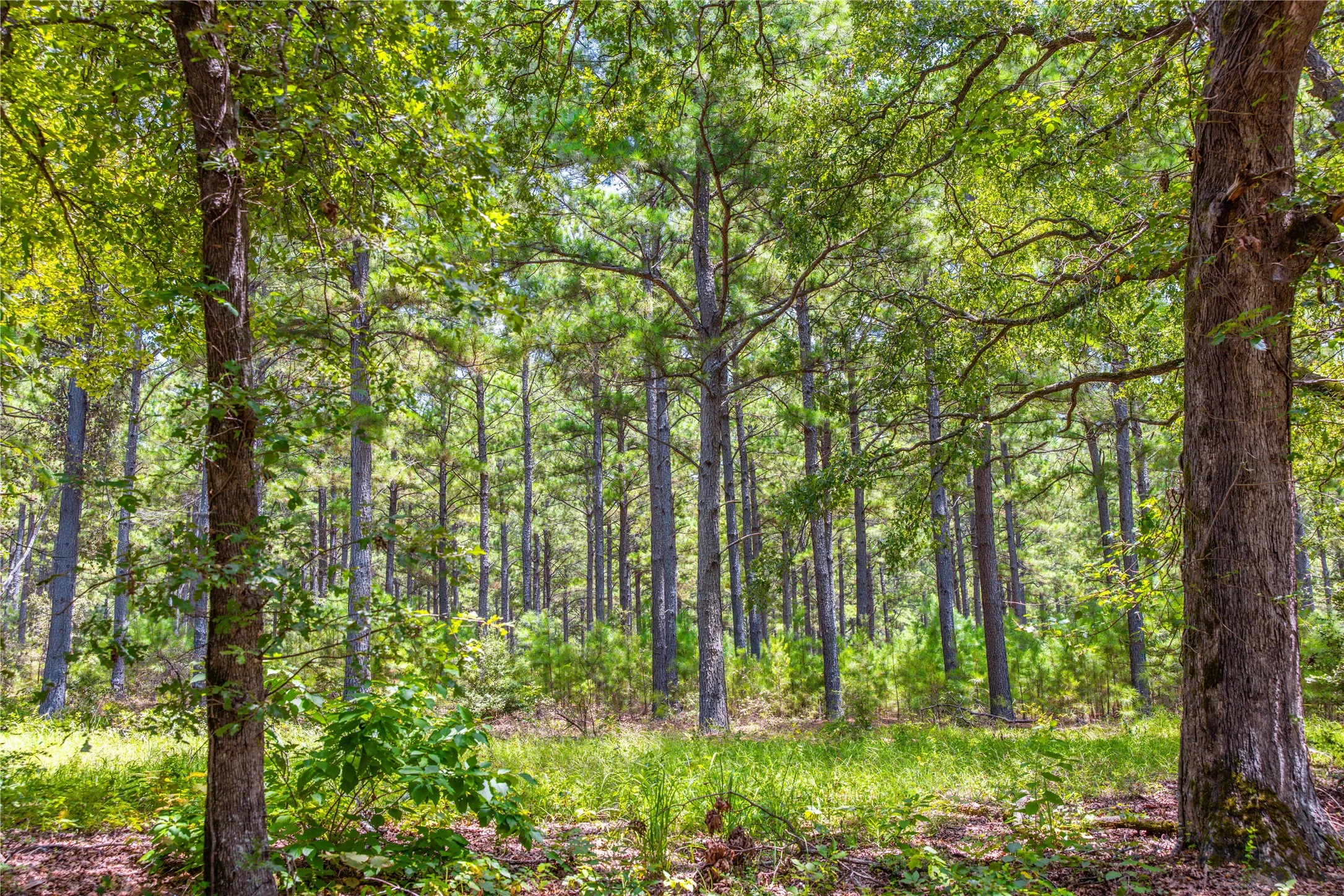 Unimproved Land For Sale in Henderson County , Tract 5 Hwy 155, Frankston, Texas 75763, 0, 0, Garage spaces, 0 Sqft, built in 0, Price $729,167, mls#20707575, Real Estate Agent in Frankston, Homes For Sale in Henderson county, Homes For Sale in Frankston, Realtor in Frankston Texas, Real Estate Brokerage Independent Realty Texas, Luminita Cordes Realtor