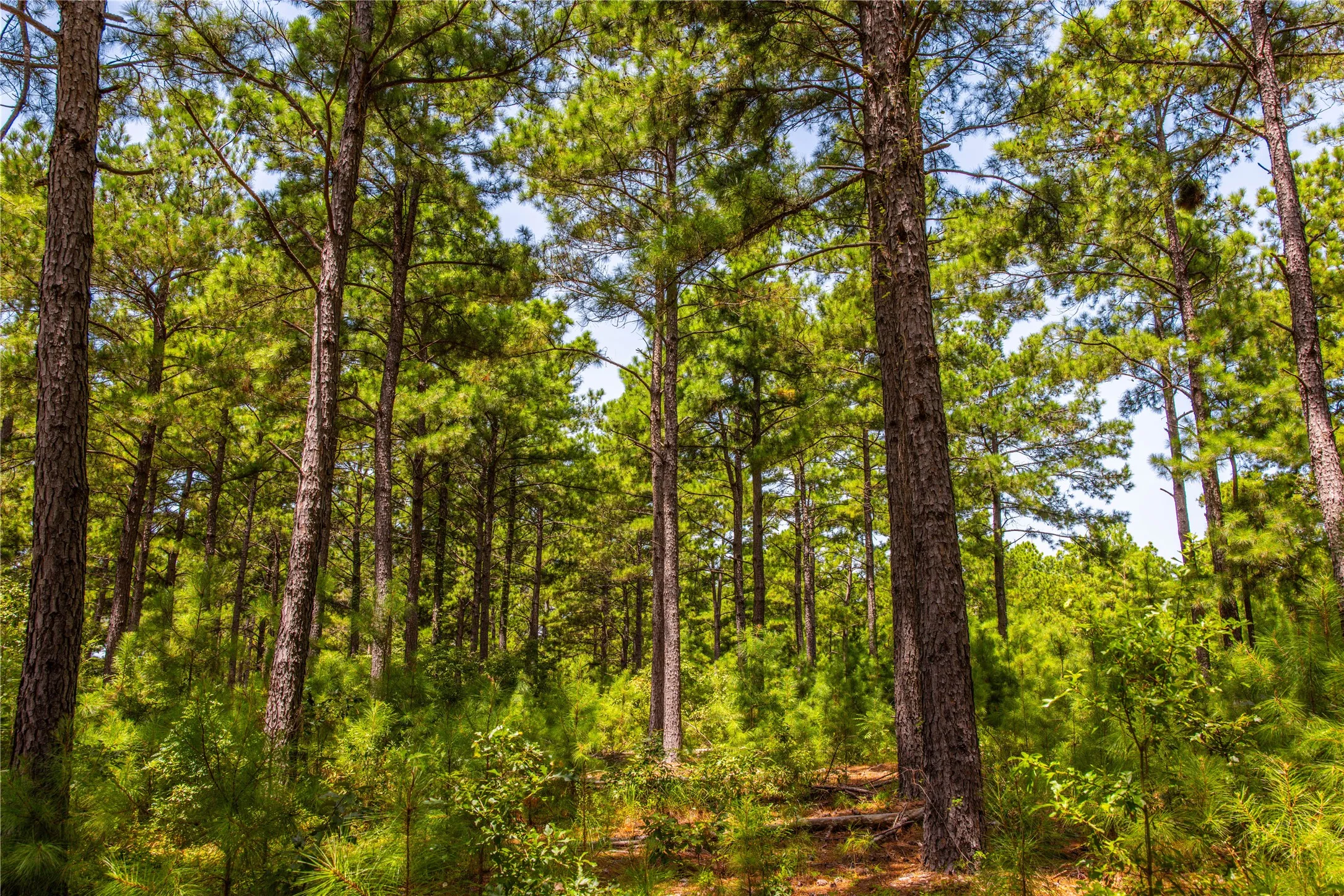 Unimproved Land For Sale in Henderson County , Tract 5 Hwy 155, Frankston, Texas 75763, 0, 0, Garage spaces, 0 Sqft, built in 0, Price $729,167, mls#20707575, Real Estate Agent in Frankston, Homes For Sale in Henderson county, Homes For Sale in Frankston, Realtor in Frankston Texas, Real Estate Brokerage Independent Realty Texas, Luminita Cordes Realtor