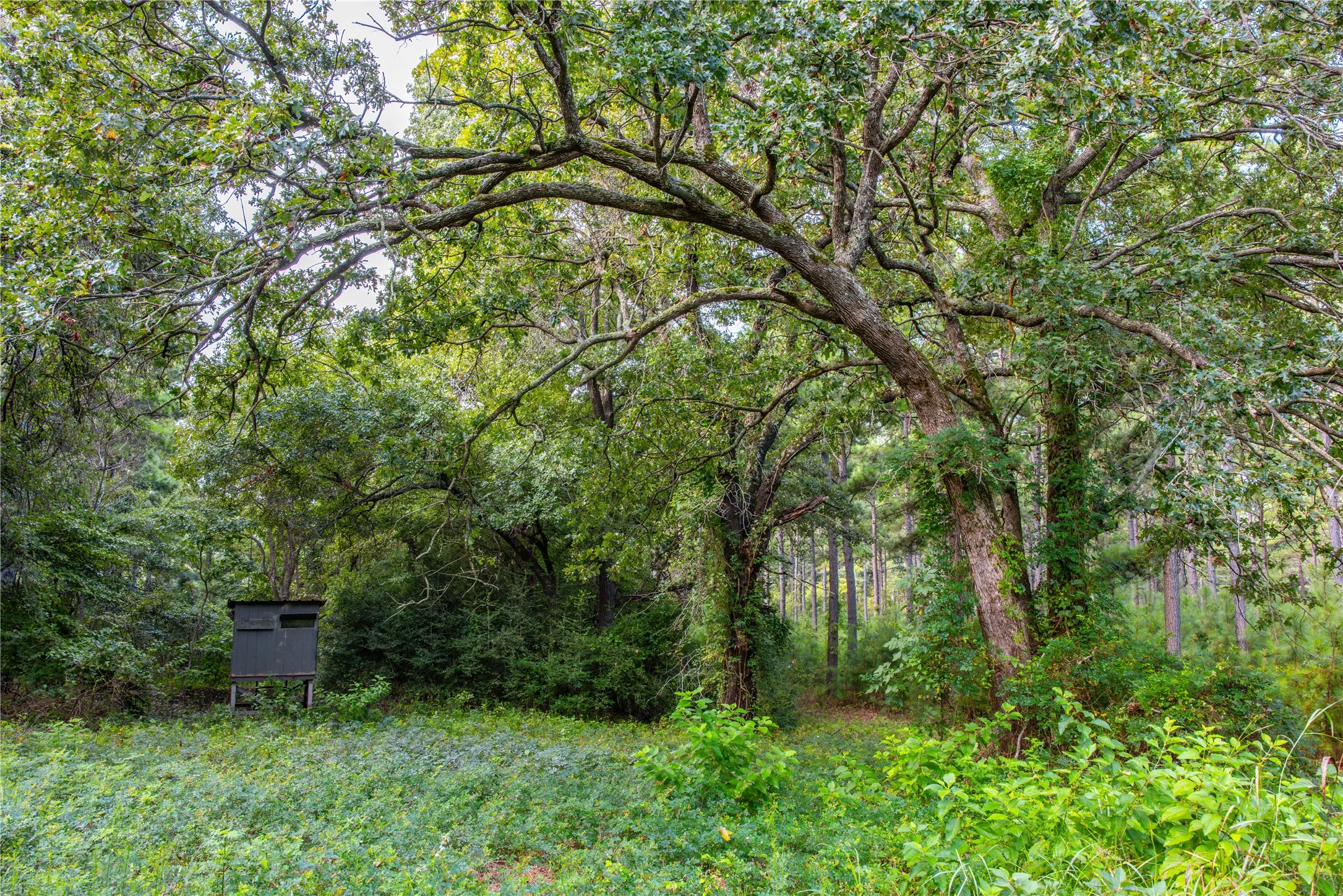 Unimproved Land For Sale in Henderson County , Tract 5 Hwy 155, Frankston, Texas 75763, 0, 0, Garage spaces, 0 Sqft, built in 0, Price $729,167, mls#20707575, Real Estate Agent in Frankston, Homes For Sale in Henderson county, Homes For Sale in Frankston, Realtor in Frankston Texas, Real Estate Brokerage Independent Realty Texas, Luminita Cordes Realtor