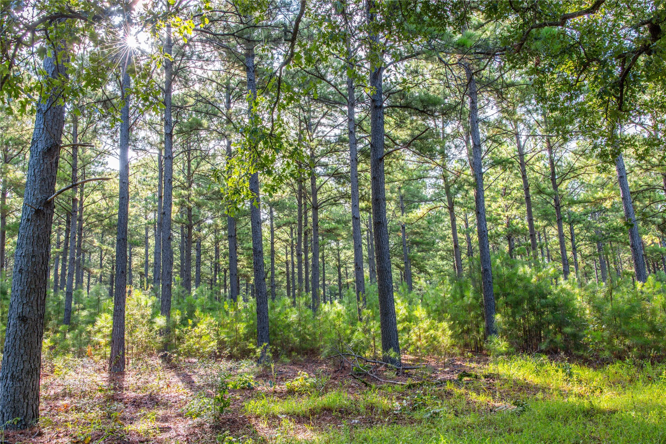 Unimproved Land For Sale in Henderson County , Tract 5 Hwy 155, Frankston, Texas 75763, 0, 0, Garage spaces, 0 Sqft, built in 0, Price $729,167, mls#20707575, Real Estate Agent in Frankston, Homes For Sale in Henderson county, Homes For Sale in Frankston, Realtor in Frankston Texas, Real Estate Brokerage Independent Realty Texas, Luminita Cordes Realtor