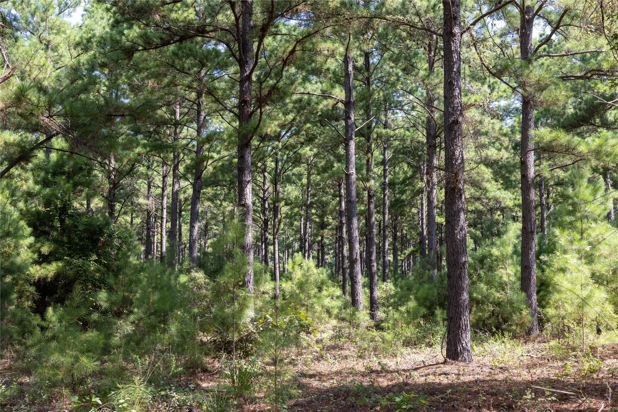 Unimproved Land For Sale in Henderson County , Tract 5 Hwy 155, Frankston, Texas 75763, 0, 0, Garage spaces, 0 Sqft, built in 0, Price $729,167, mls#20707575, Real Estate Agent in Frankston, Homes For Sale in Henderson county, Homes For Sale in Frankston, Realtor in Frankston Texas, Real Estate Brokerage Independent Realty Texas, Luminita Cordes Realtor