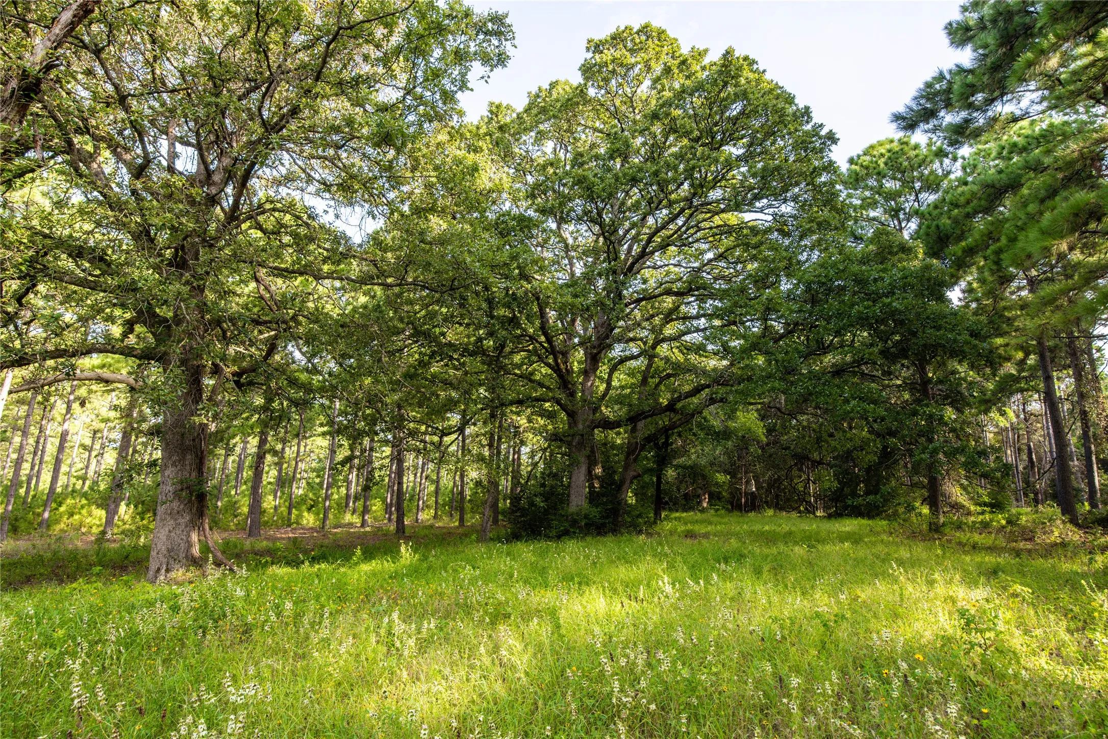Unimproved Land For Sale in Henderson County , Tract 5 Hwy 155, Frankston, Texas 75763, 0, 0, Garage spaces, 0 Sqft, built in 0, Price $729,167, mls#20707575, Real Estate Agent in Frankston, Homes For Sale in Henderson county, Homes For Sale in Frankston, Realtor in Frankston Texas, Real Estate Brokerage Independent Realty Texas, Luminita Cordes Realtor