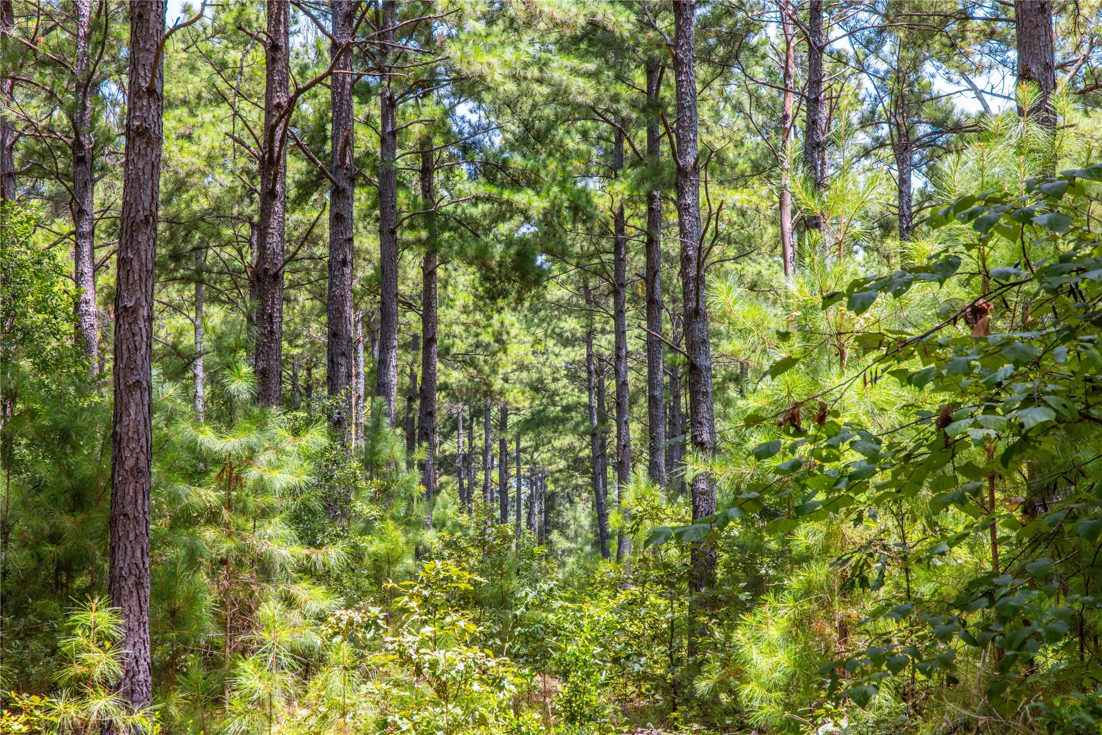 Unimproved Land For Sale in Henderson County , Tract 5 Hwy 155, Frankston, Texas 75763, 0, 0, Garage spaces, 0 Sqft, built in 0, Price $729,167, mls#20707575, Real Estate Agent in Frankston, Homes For Sale in Henderson county, Homes For Sale in Frankston, Realtor in Frankston Texas, Real Estate Brokerage Independent Realty Texas, Luminita Cordes Realtor