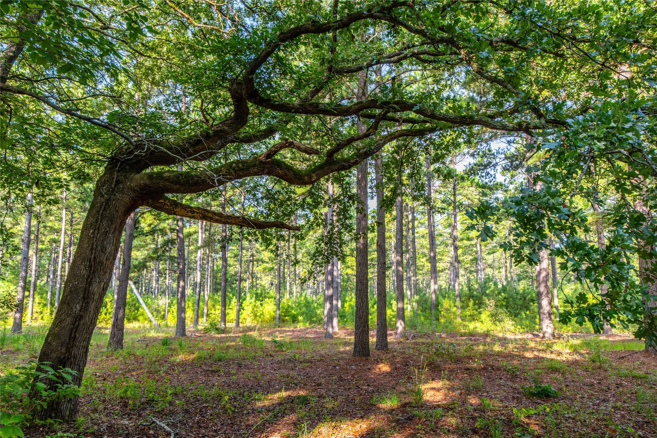 Unimproved Land For Sale in Henderson County , Tract 5 Hwy 155, Frankston, Texas 75763, 0, 0, Garage spaces, 0 Sqft, built in 0, Price $729,167, mls#20707575, Real Estate Agent in Frankston, Homes For Sale in Henderson county, Homes For Sale in Frankston, Realtor in Frankston Texas, Real Estate Brokerage Independent Realty Texas, Luminita Cordes Realtor